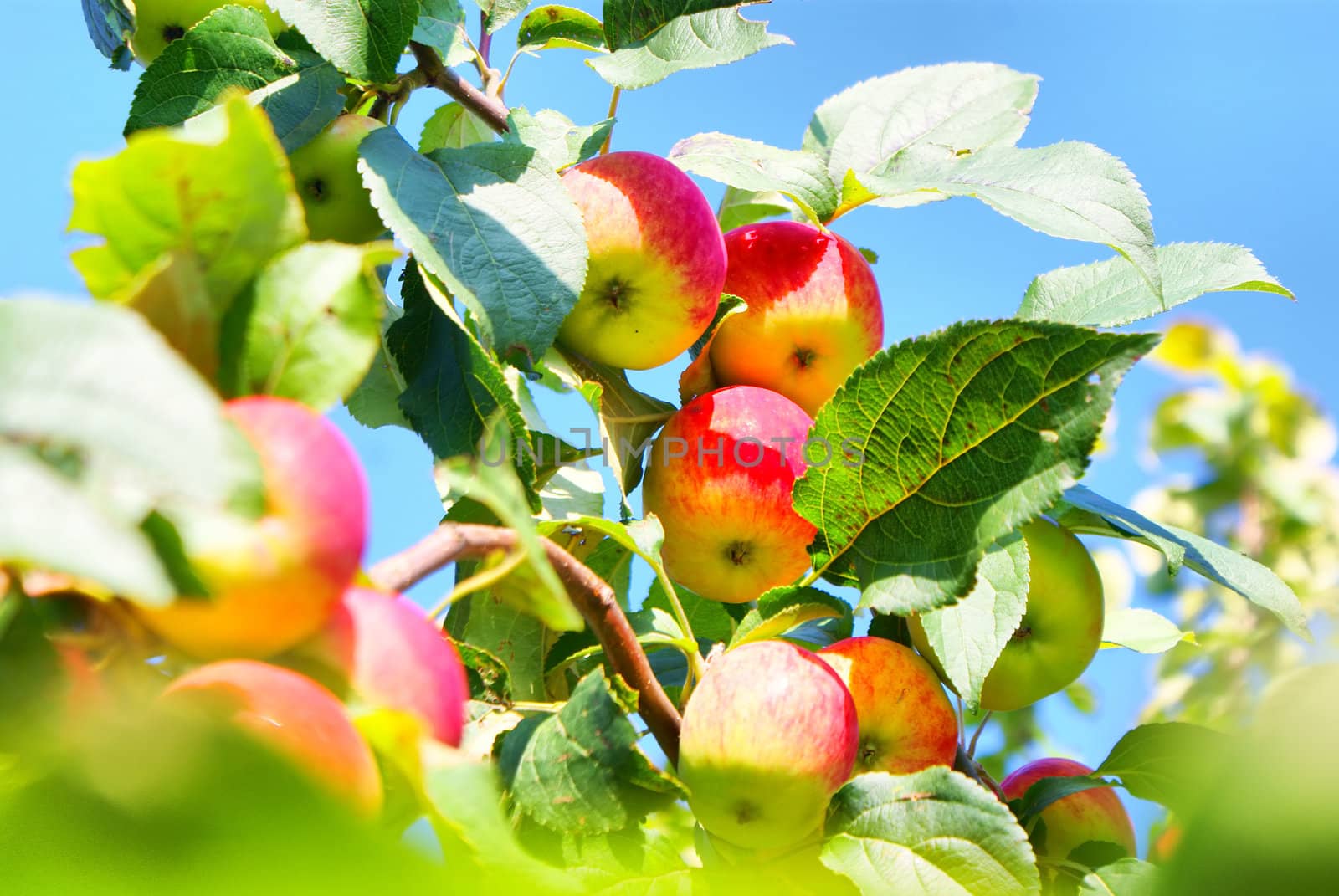 A Bunch of apples visible through leaves