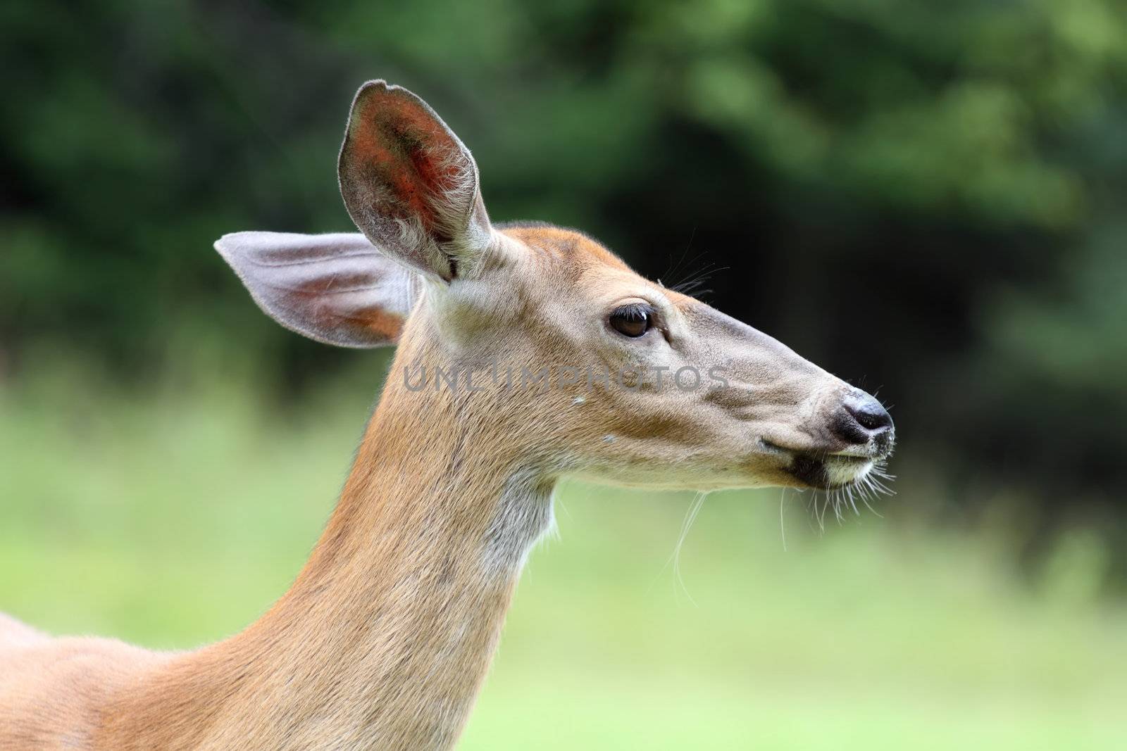 headshot of a deer, natural green background