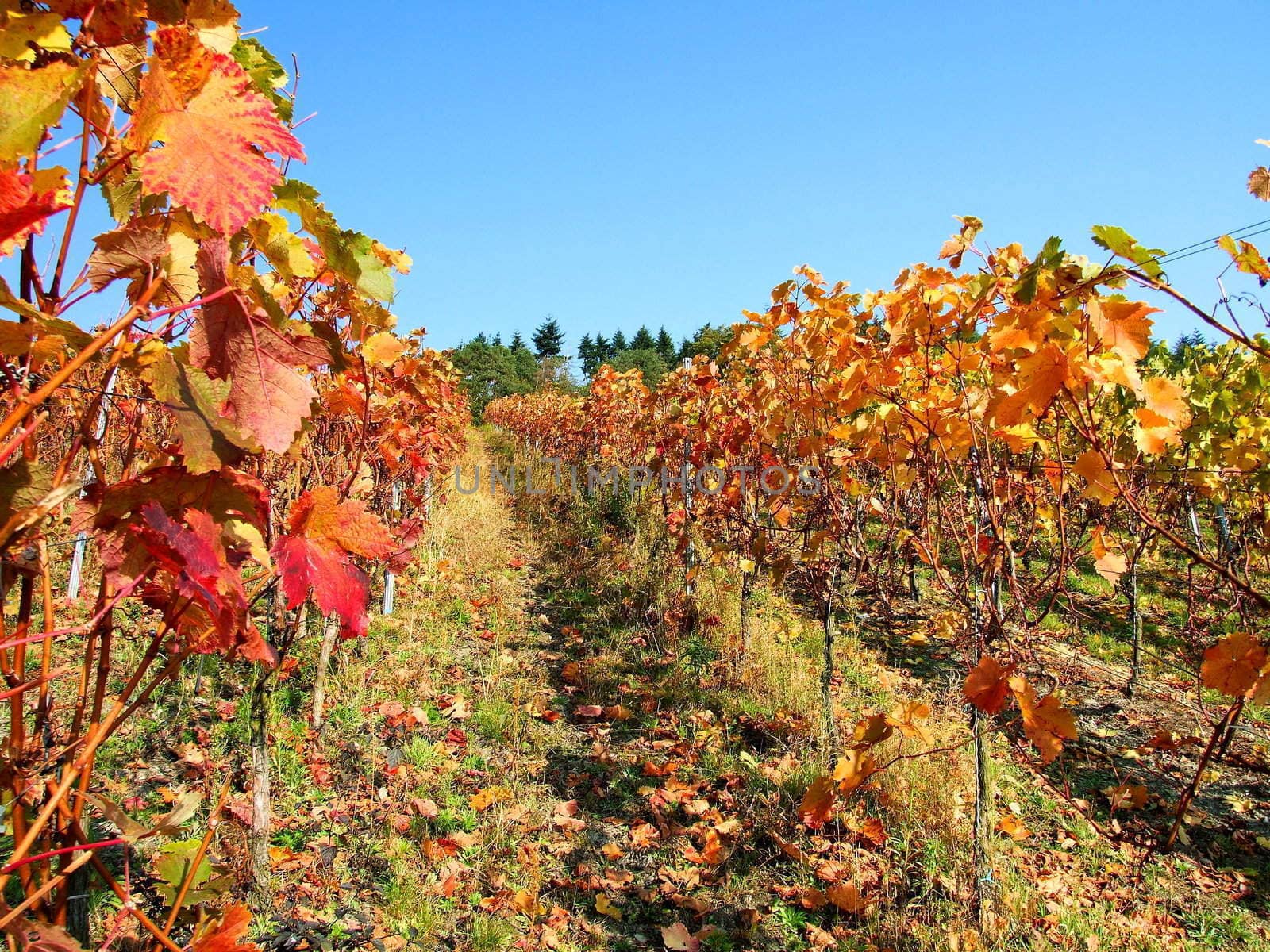 Oktober im Weingarten
