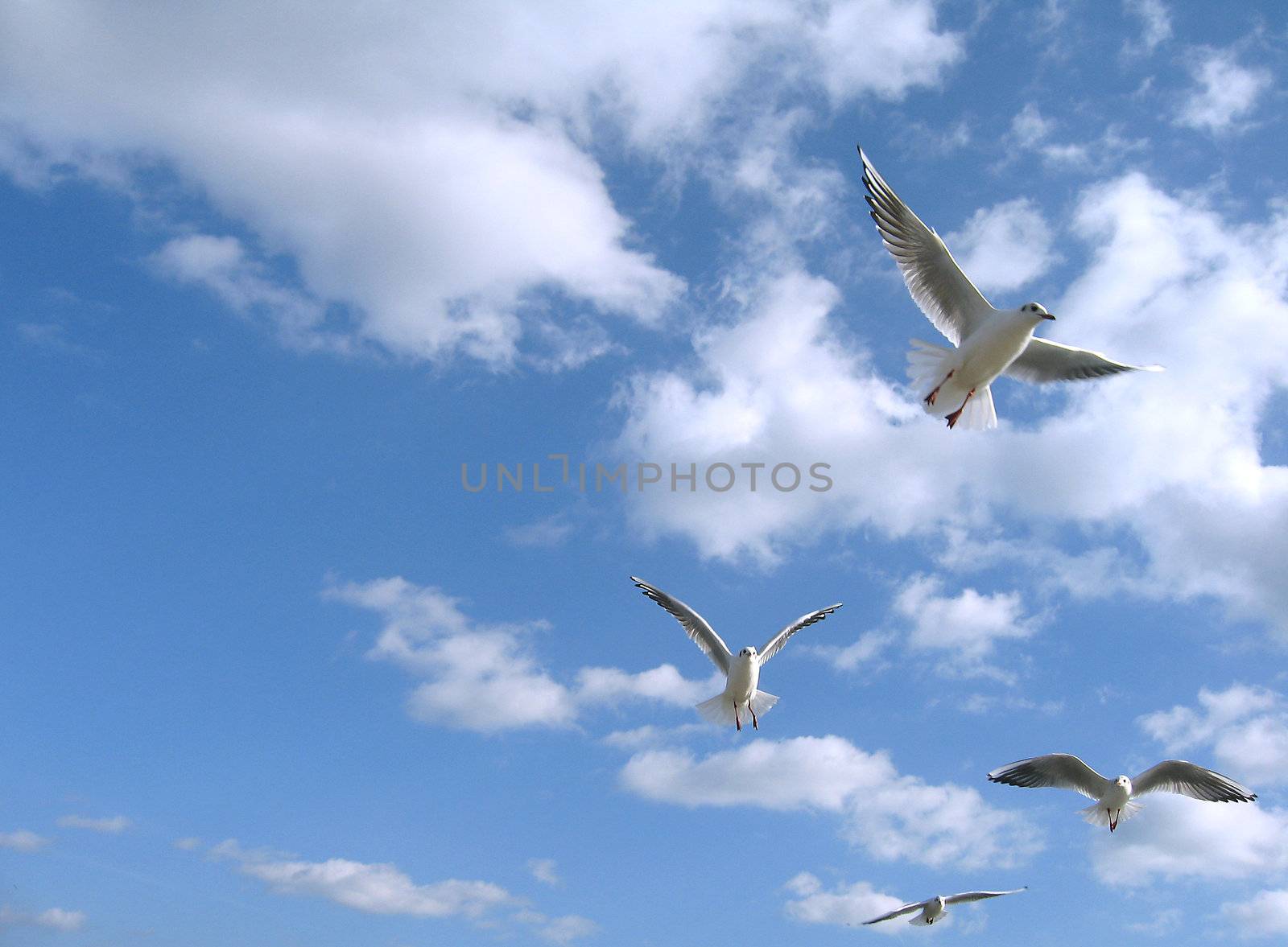 seagulls in the sky 