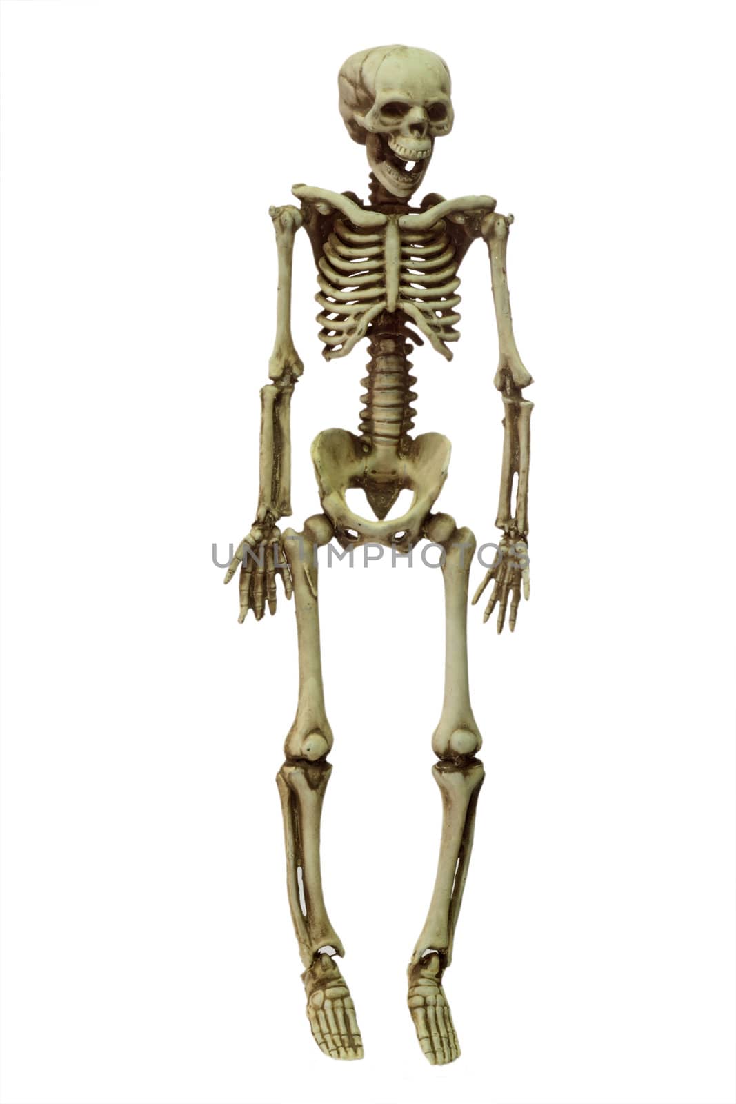 Halloween skeleton on white background

