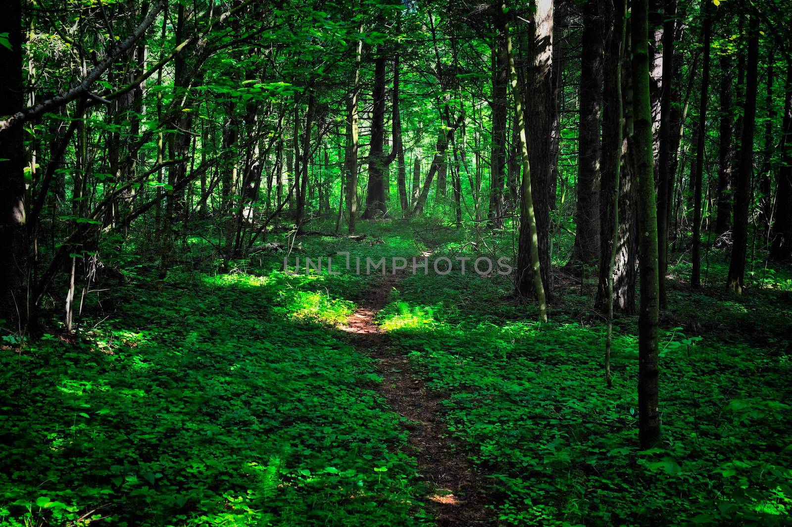 Narrow road in a cool shade of the forest