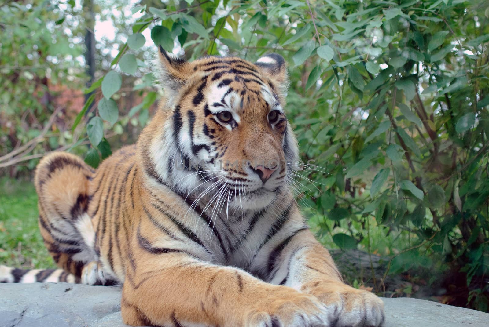Siberian Tiger by nialat