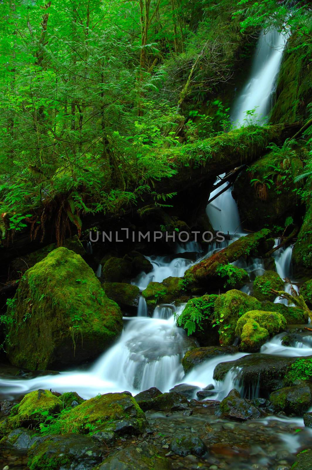 Merrymere falls in Olympic National Park
