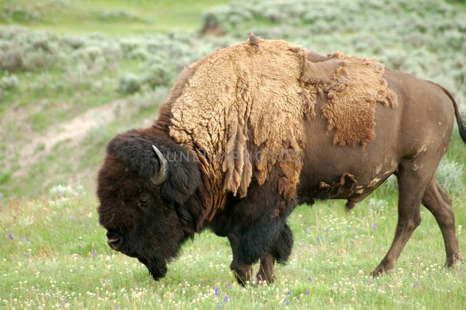 Yellowstone Bison by neelsky