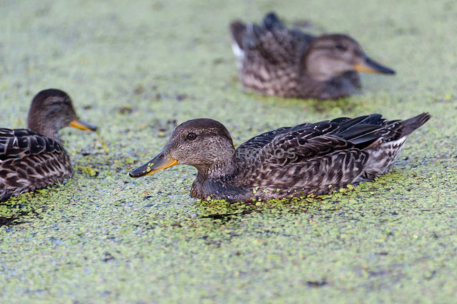 Gadwall brood of floats on the water with green duckweed and feeds