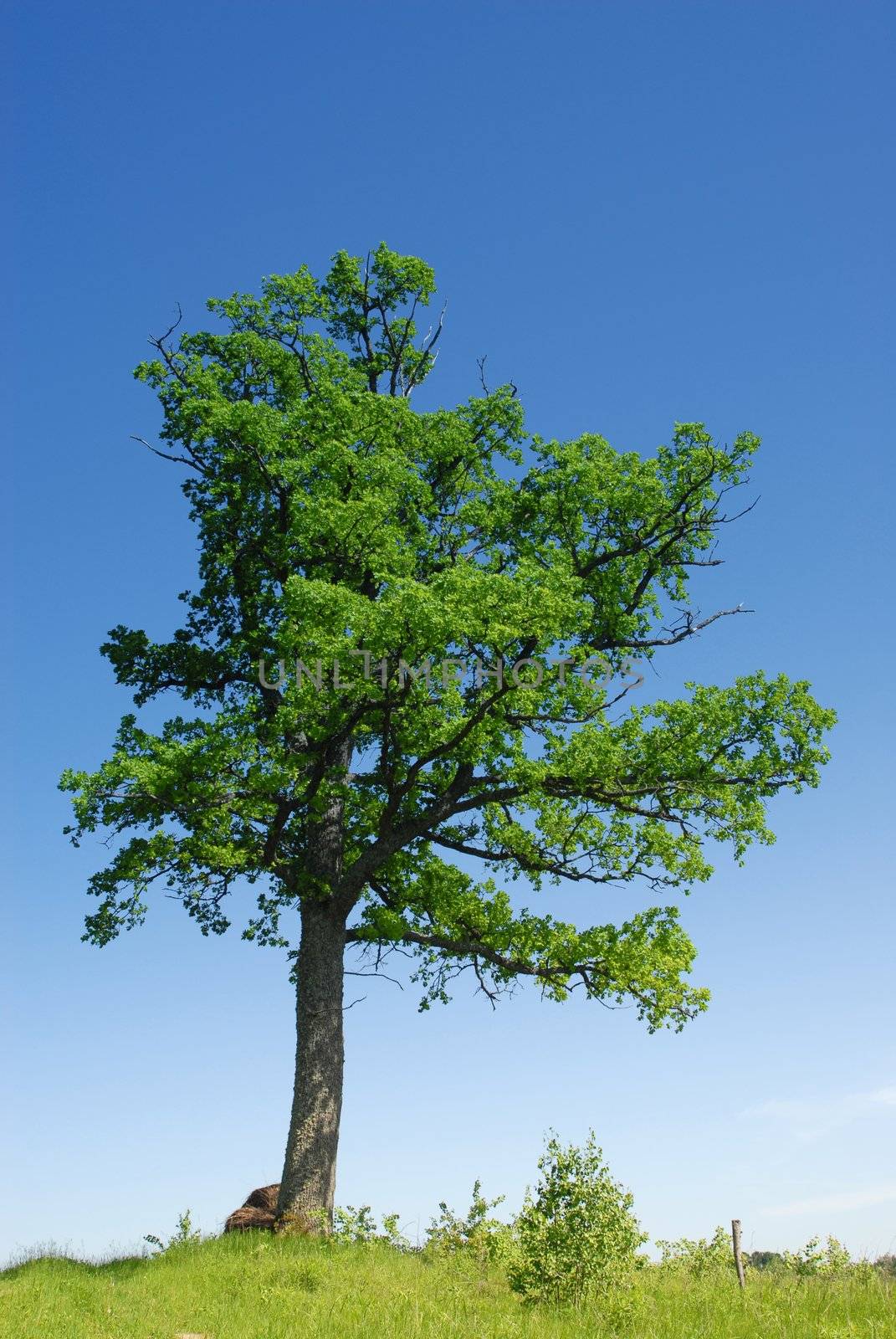 Lonely Oak Tree by photohaydar