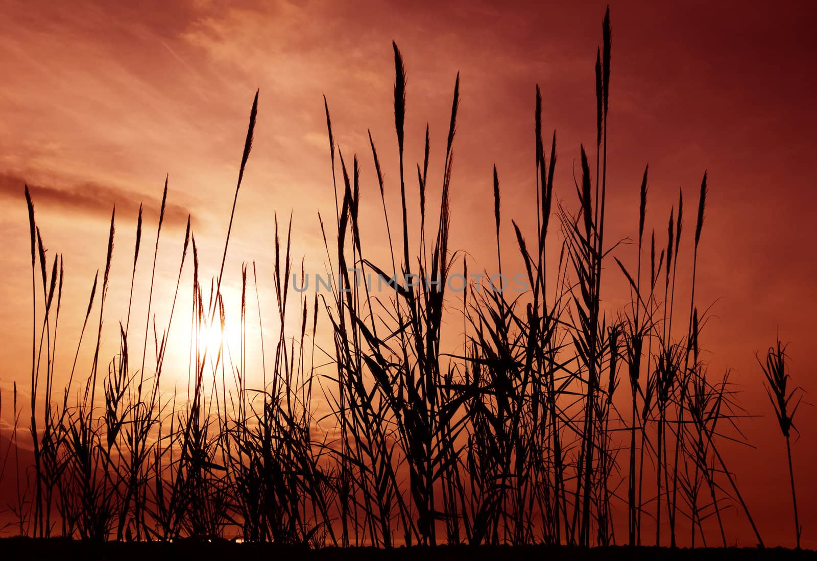 Silhouettes of reeds against a reddish and cloudy morning sky