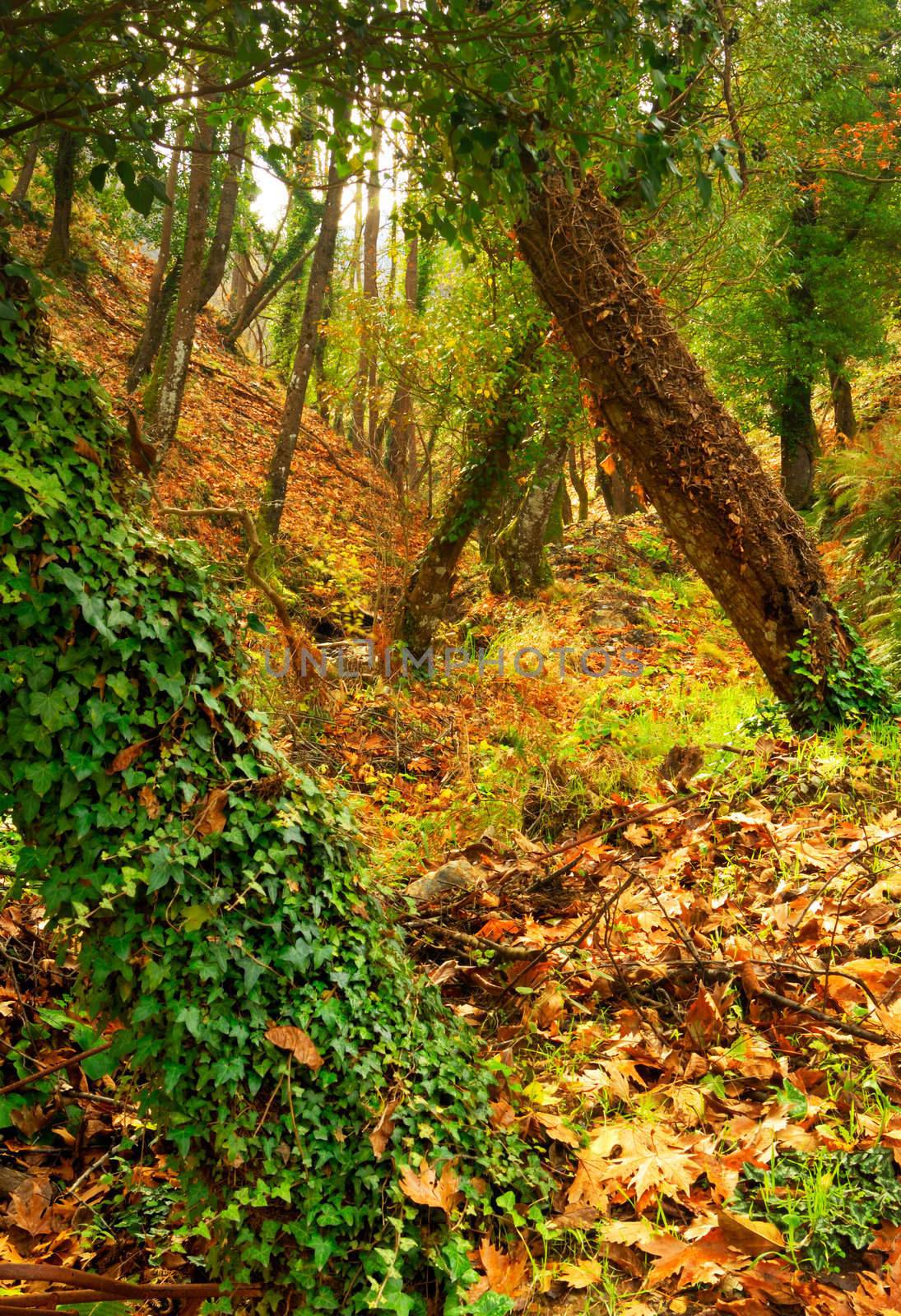 Picture of a thick forest dressed in vivid autumn colours. 