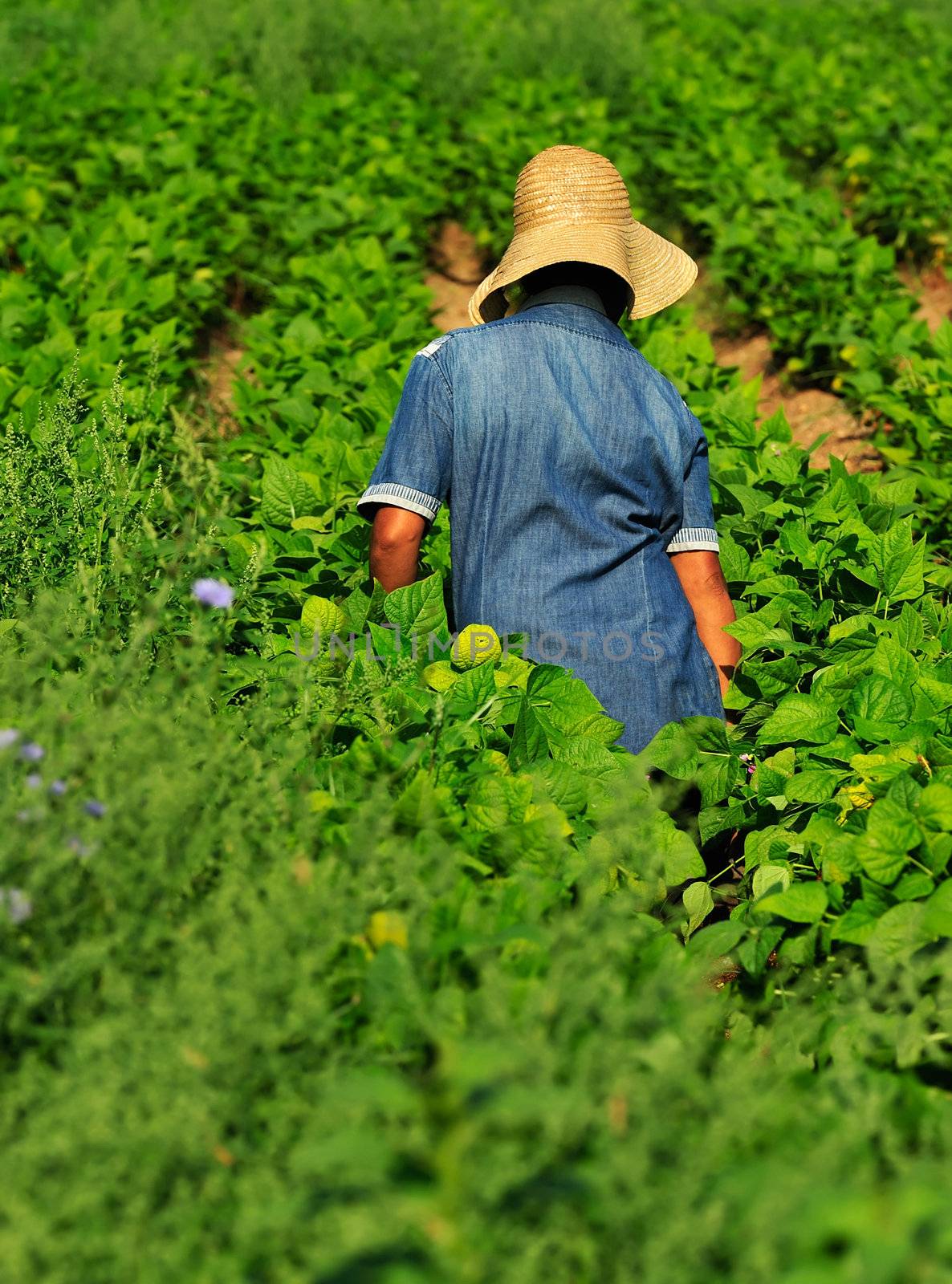 Female worker in farm by akarelias