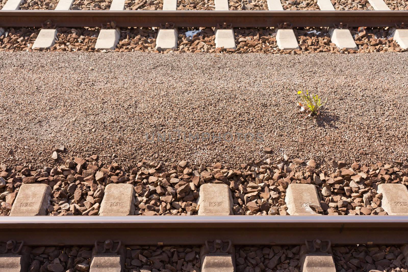 Yellow Flower blooming in desolate area between railway tracks.