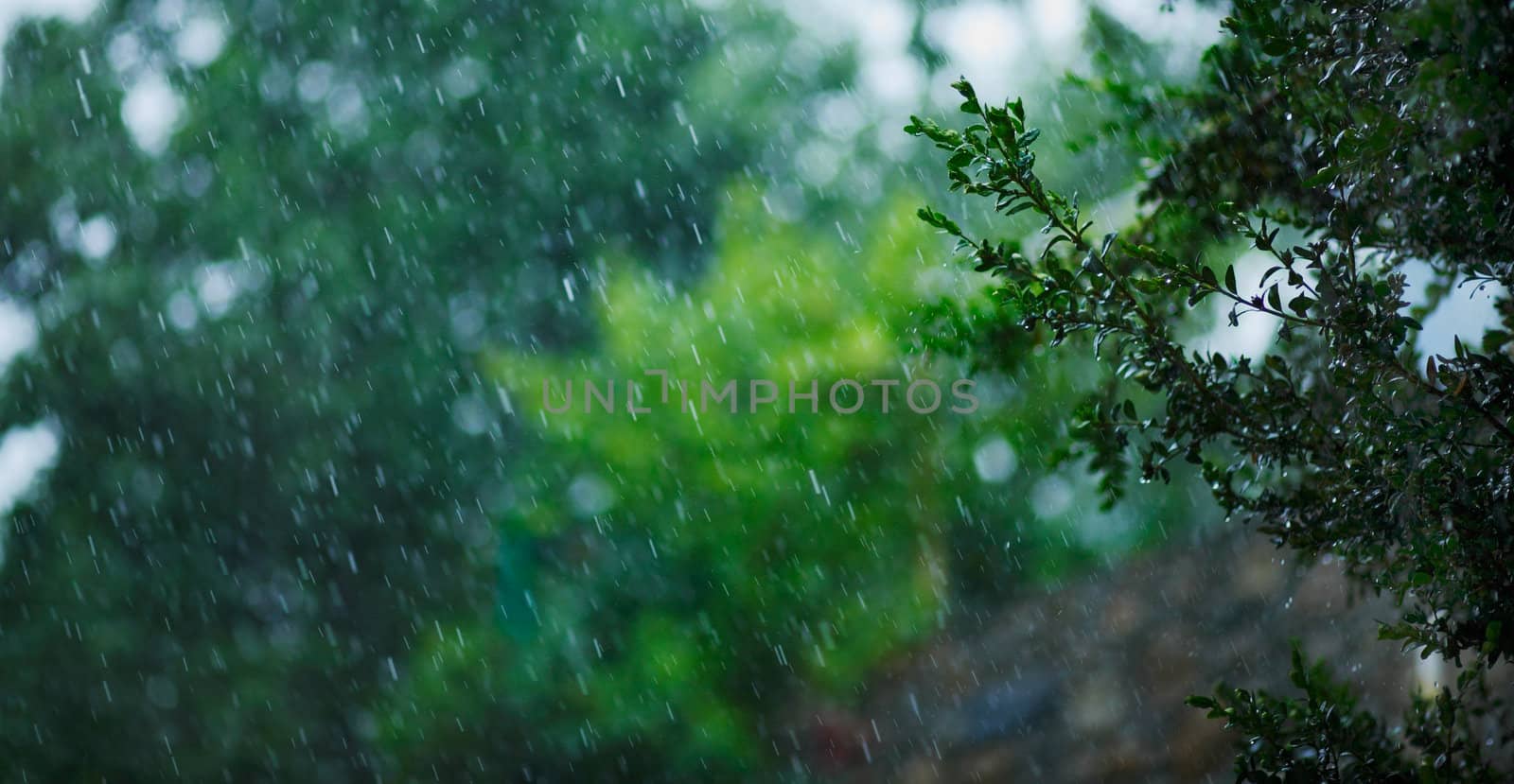 Summer rain by romanshyshak