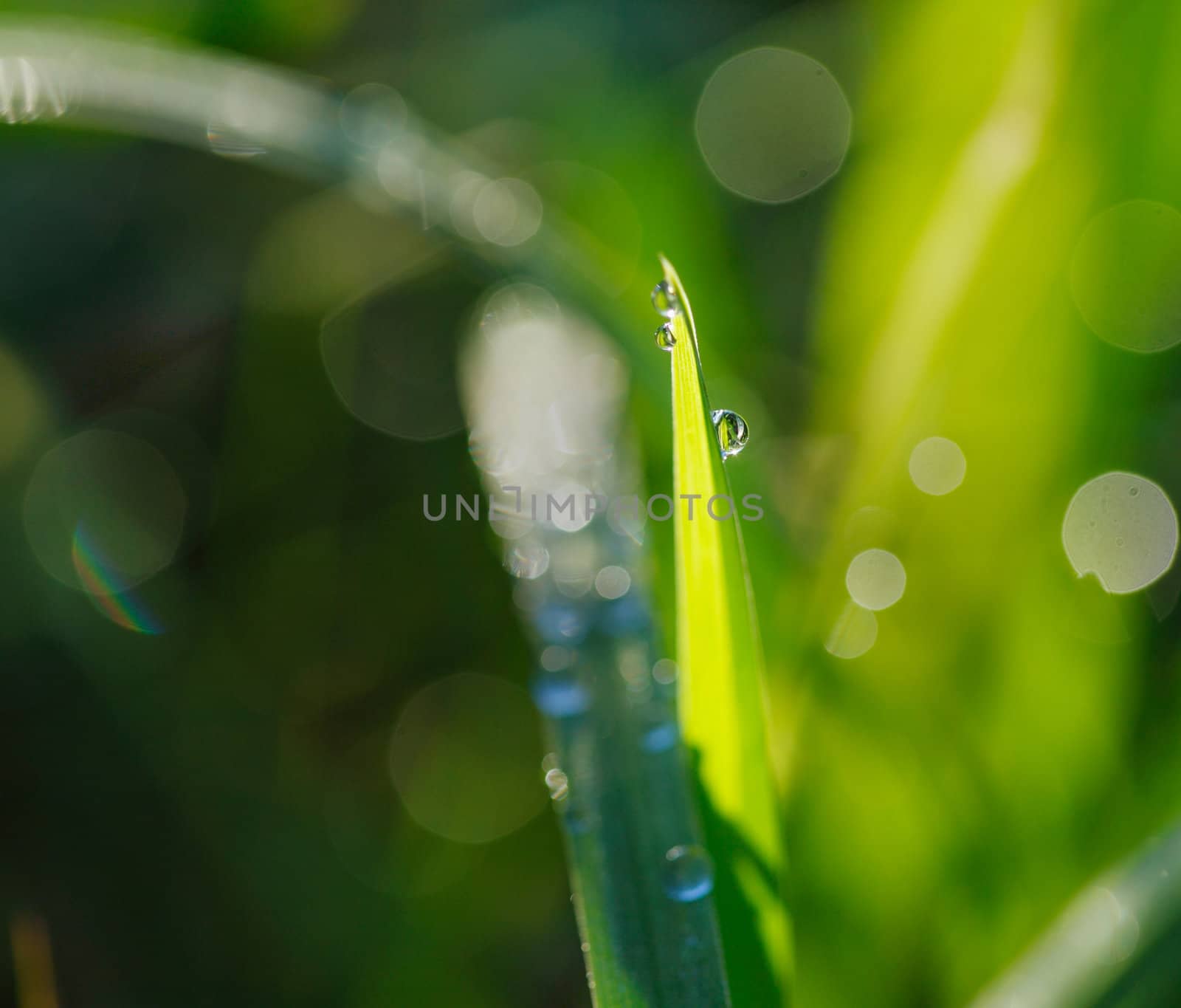 Fresh dew drops on a blade of grass.