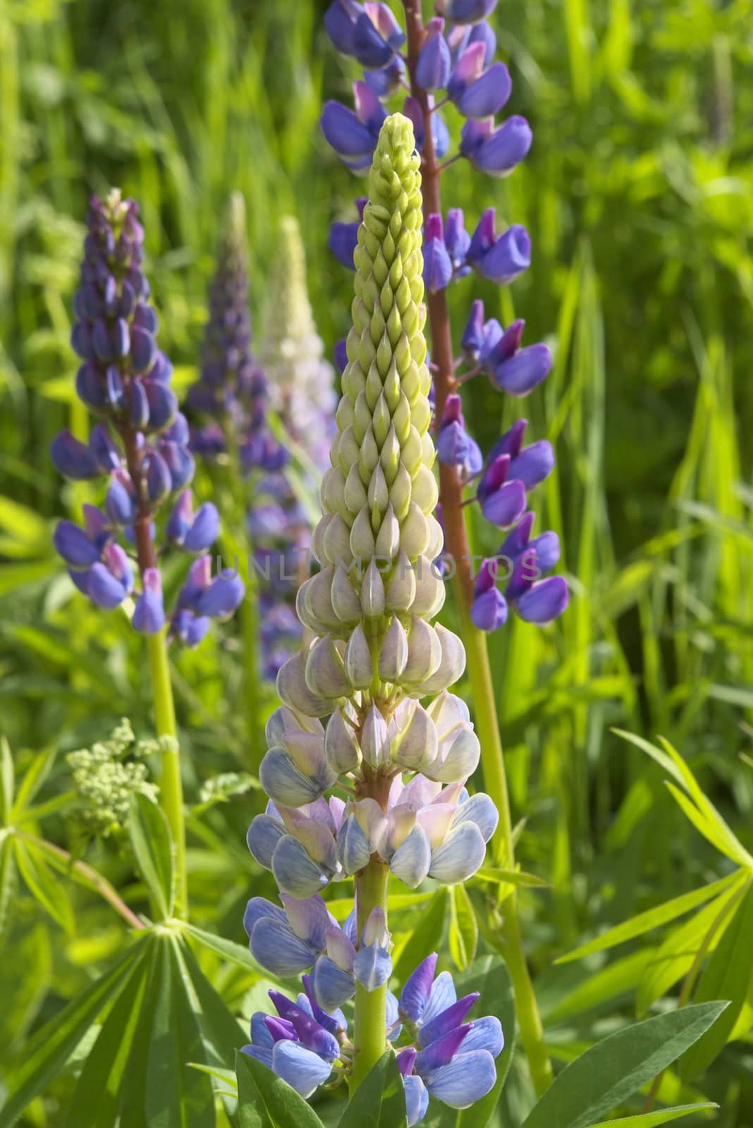 macro photo of the beautiful flower in summer garden