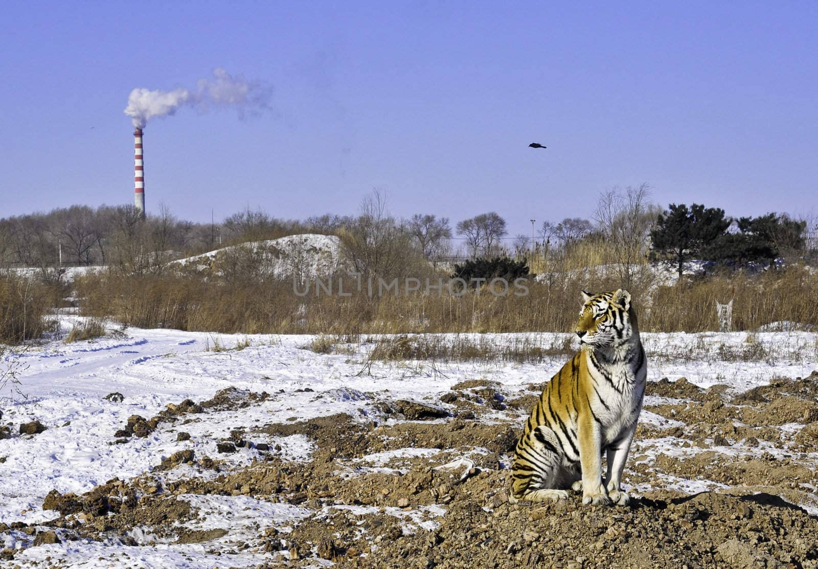 A tiger sits as a smokestack pollutes the air and his habitat is destroyed
