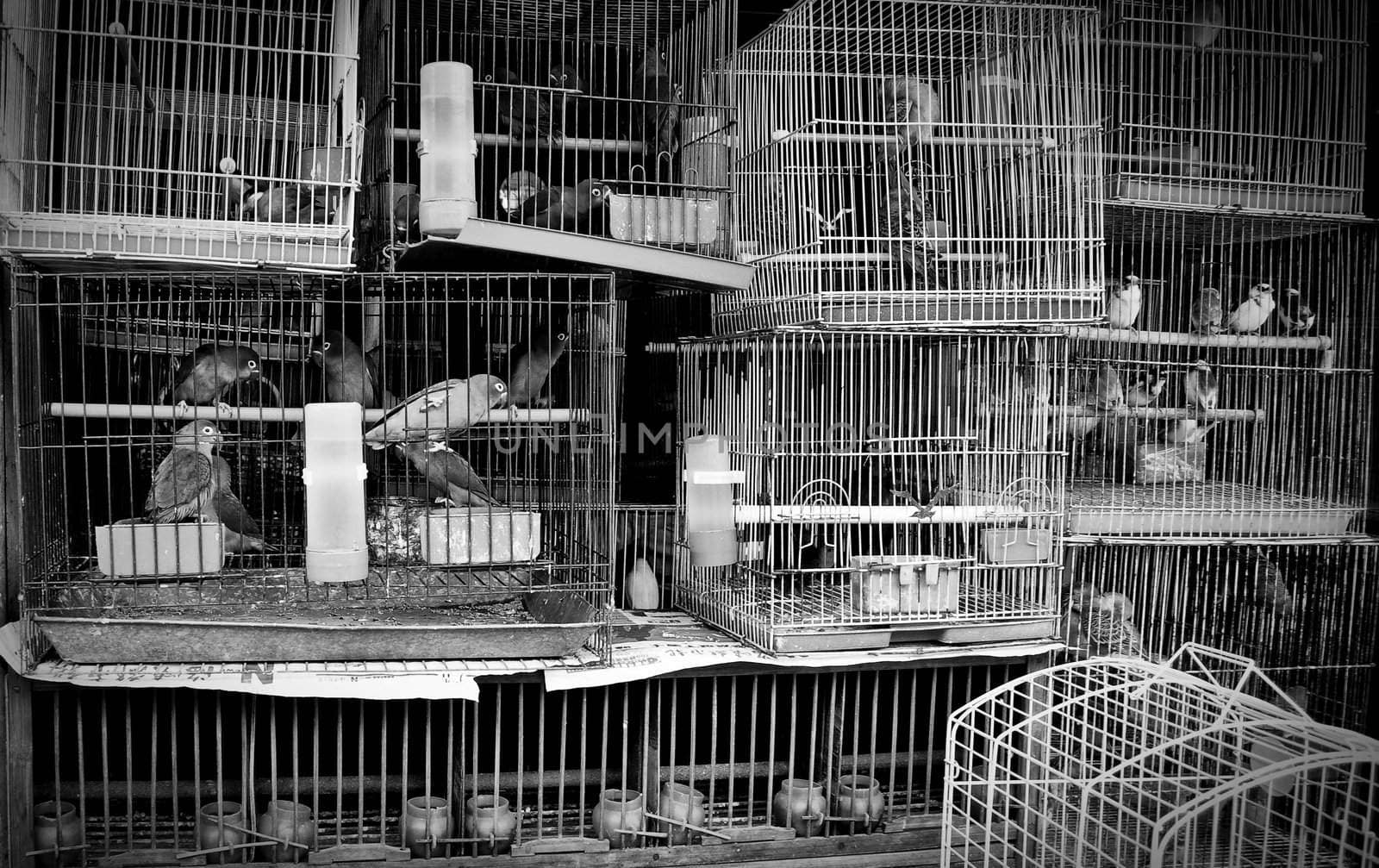 A stack of mistreated caged birds in a pet store