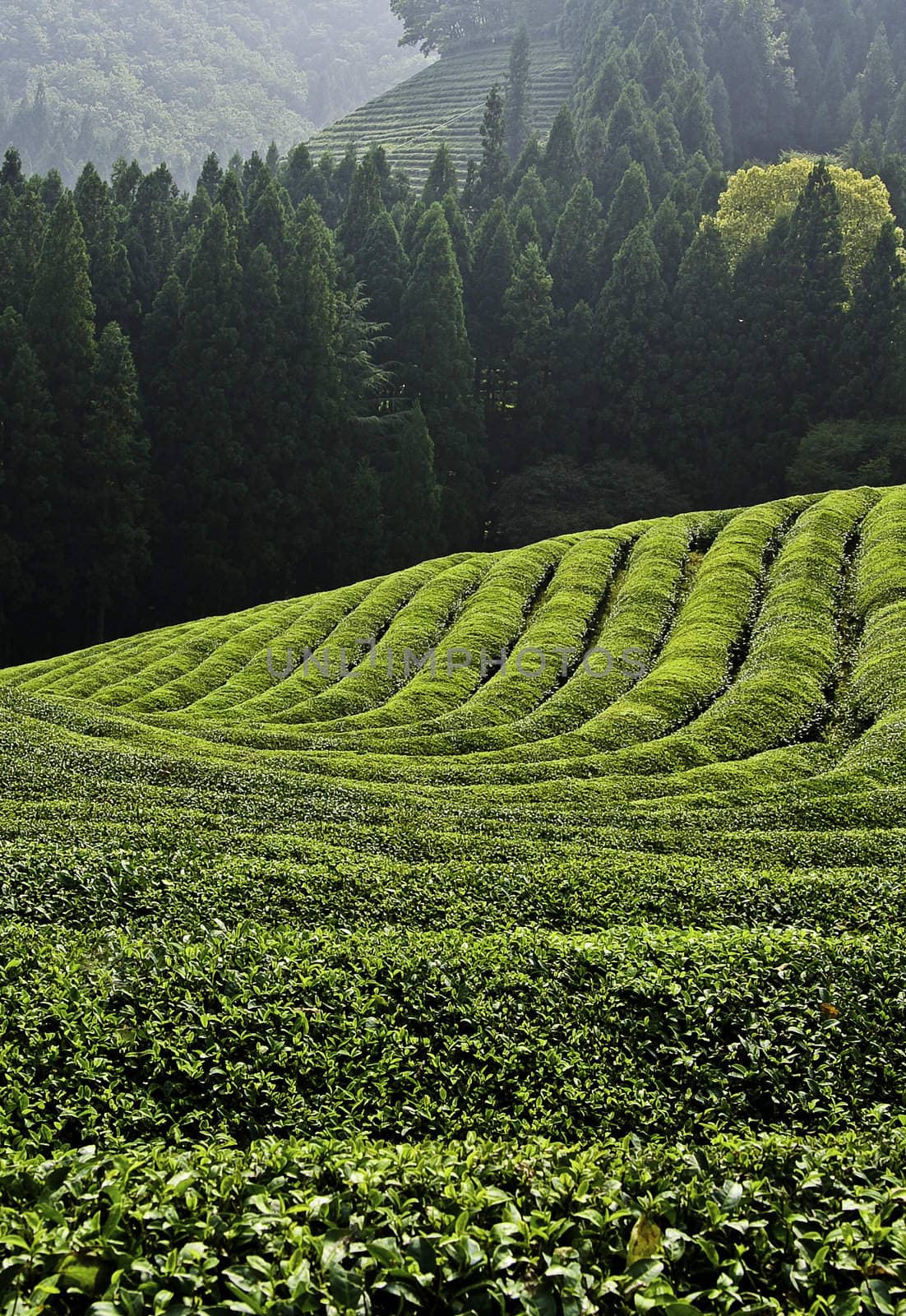 Rows of fresh green tea growing in a field