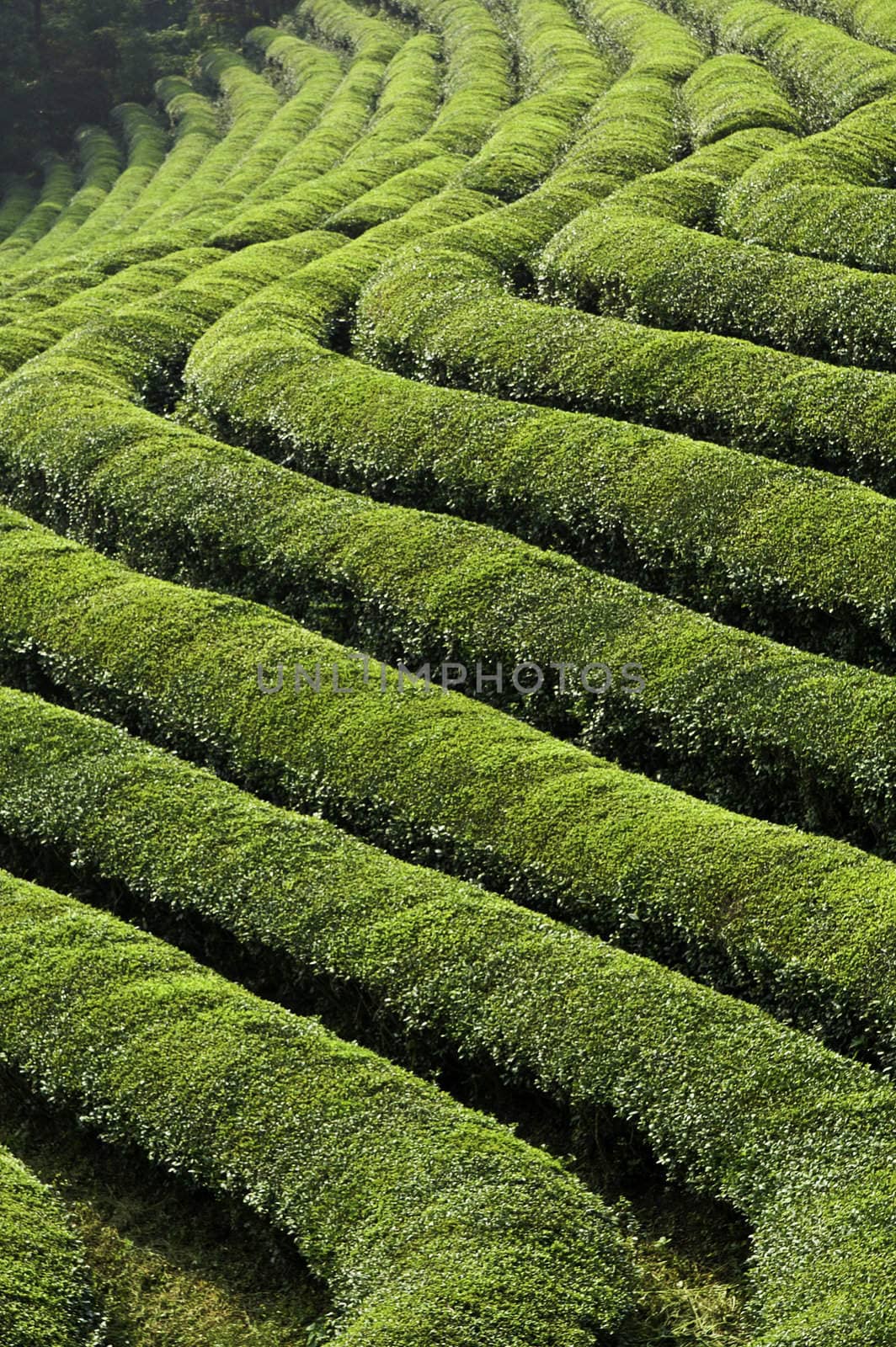 Rows of Green tea in a Field in Asia