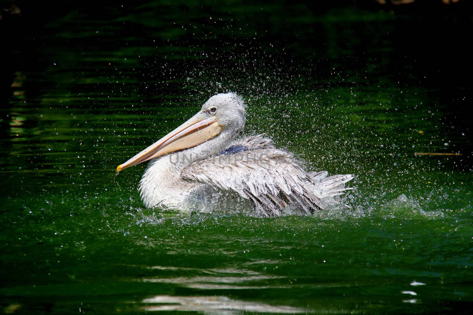 Pelican