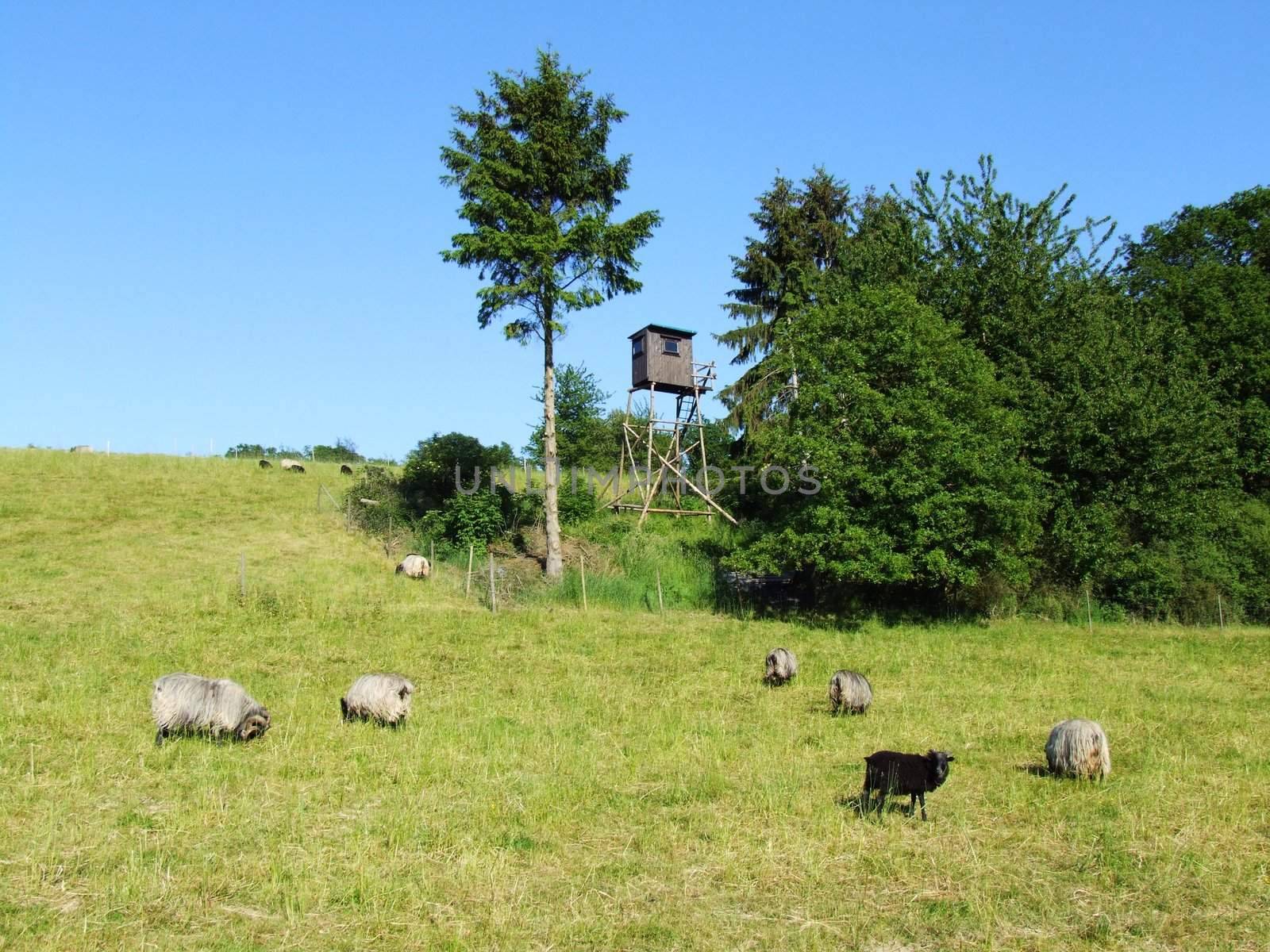 Schafweide, sheep-run

