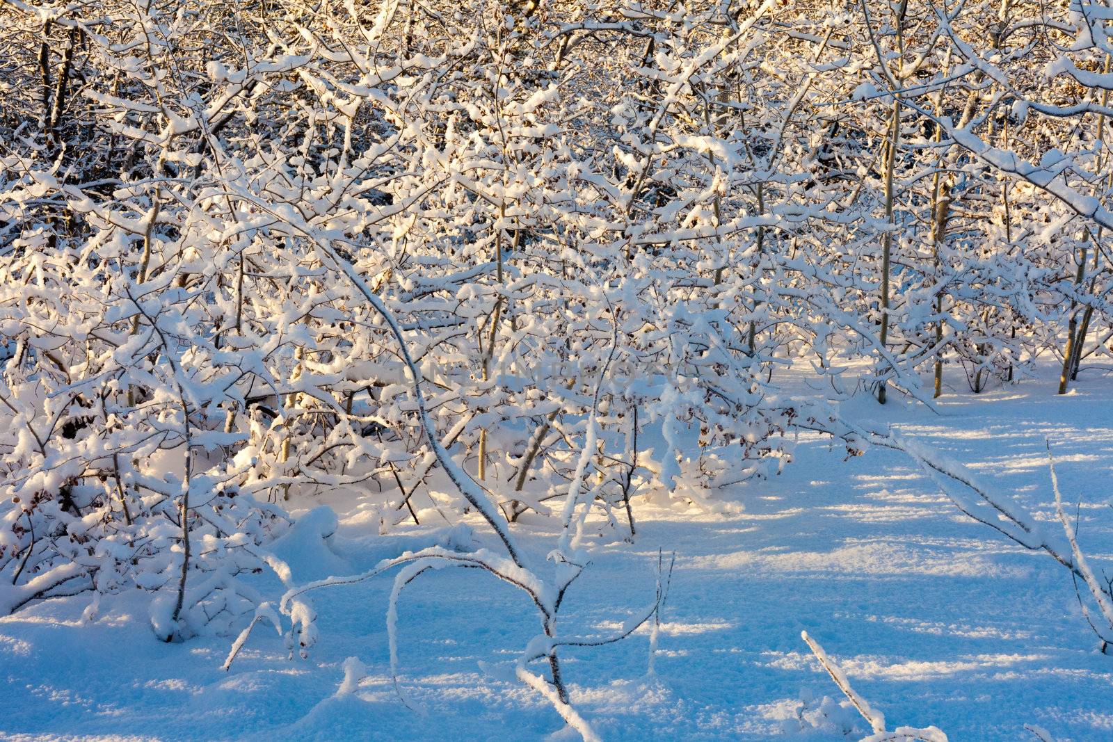 Heavy snow load on every branch and twig of a stand of young poplar trees.