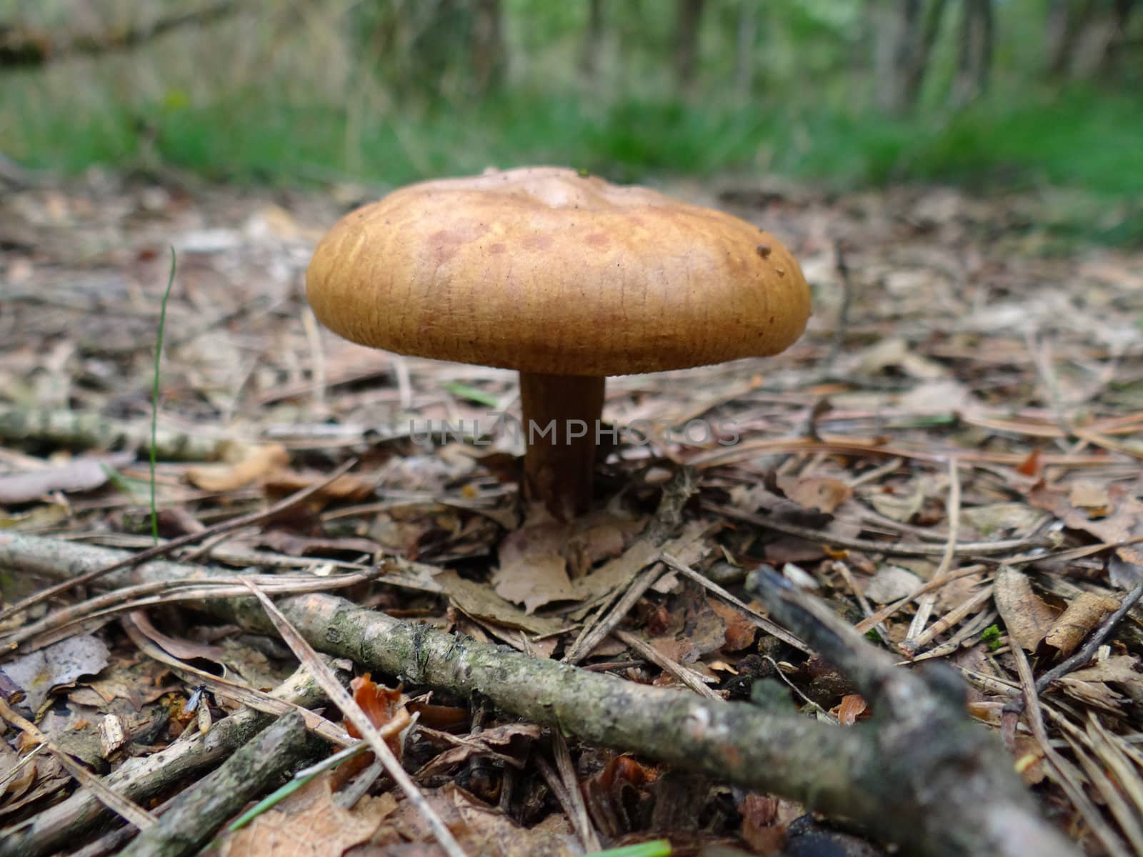 Mushroom in the forest by pljvv