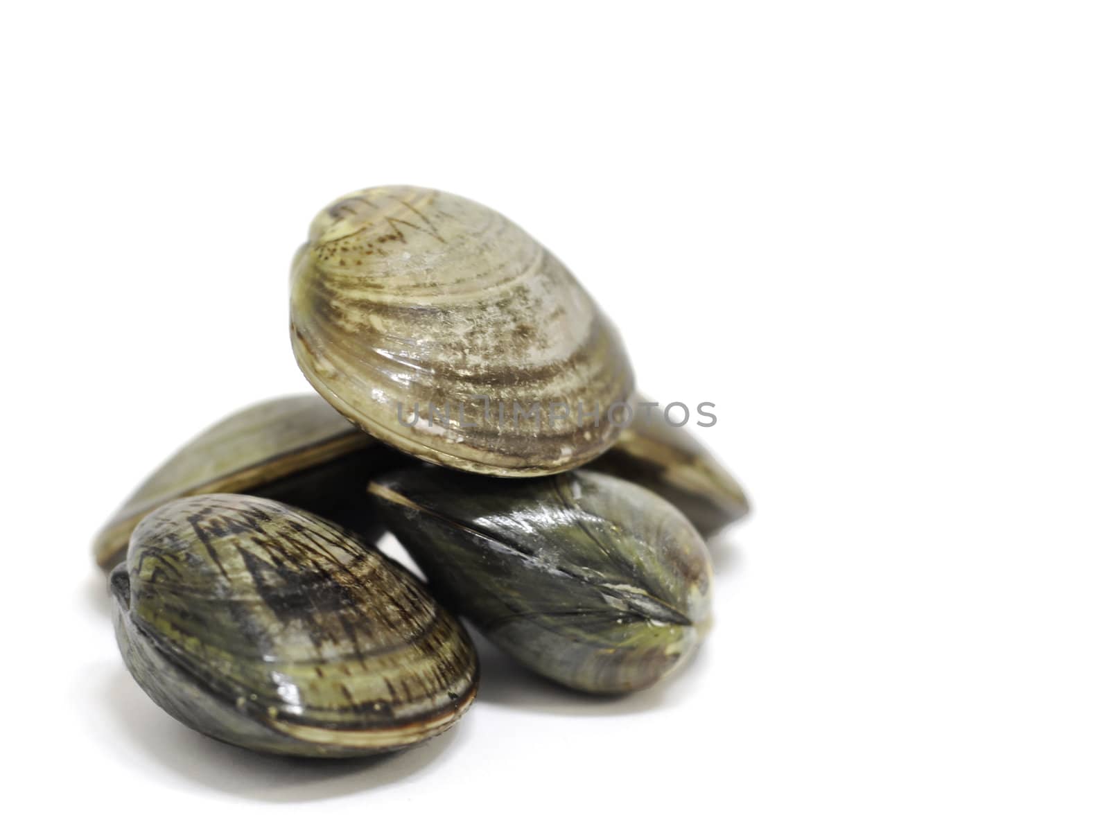 Fresh clams shells stacked on a white isolated background