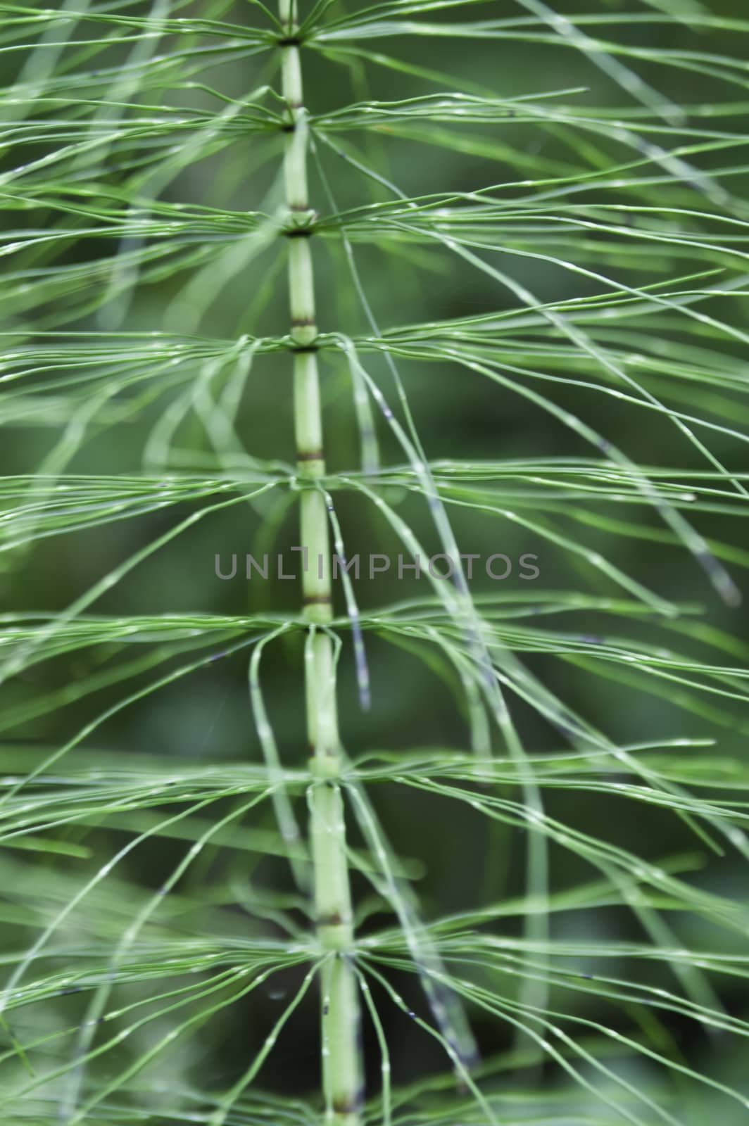 An abstract close-up of a green stemed plant