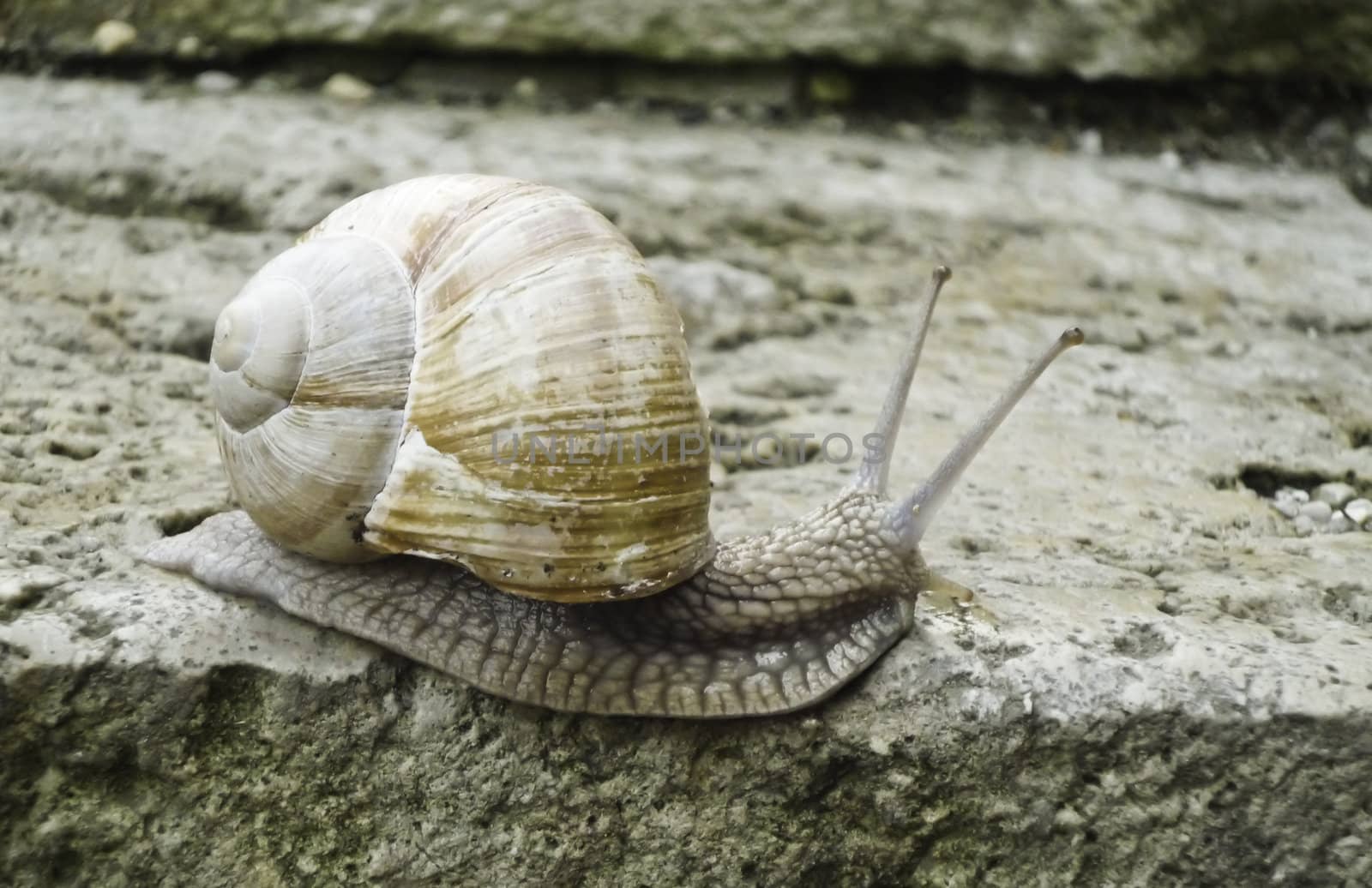 a snail crawling on a stair with large shell