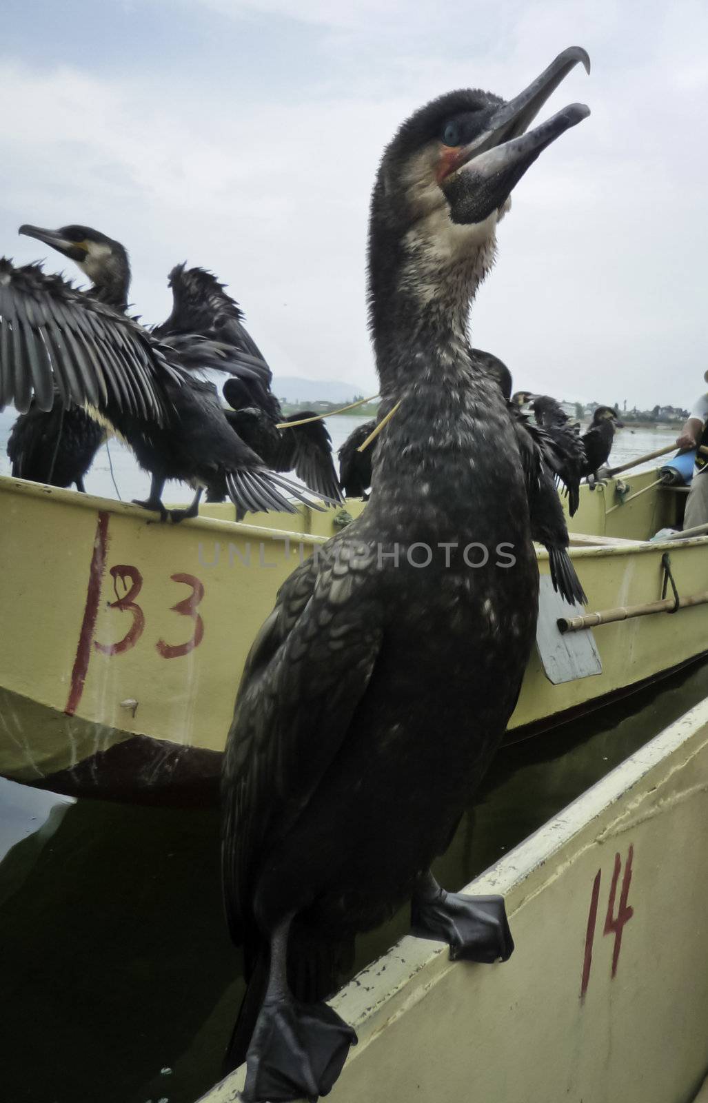A comorant perches on a boat while fishing in Dali, China