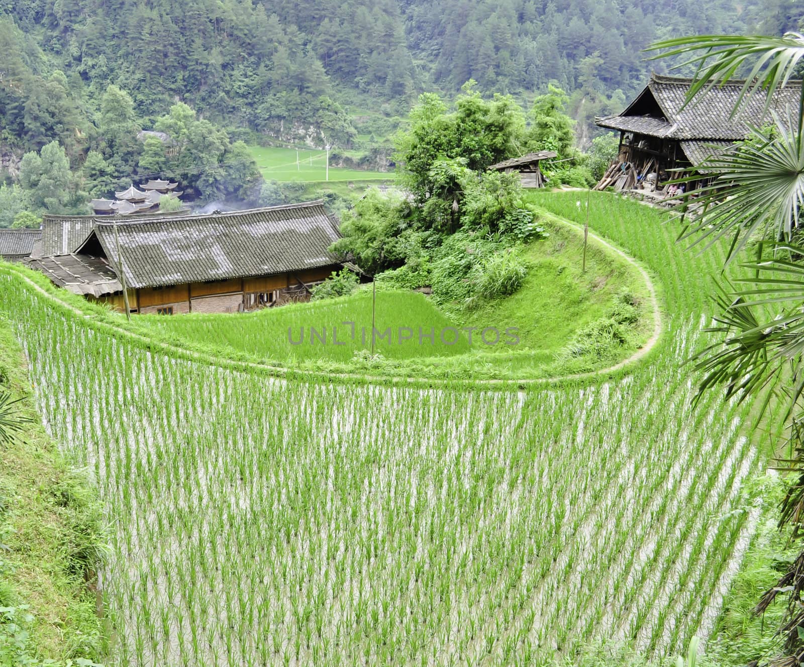 A small minority chinese village surrounded by rice terraces in guizhou