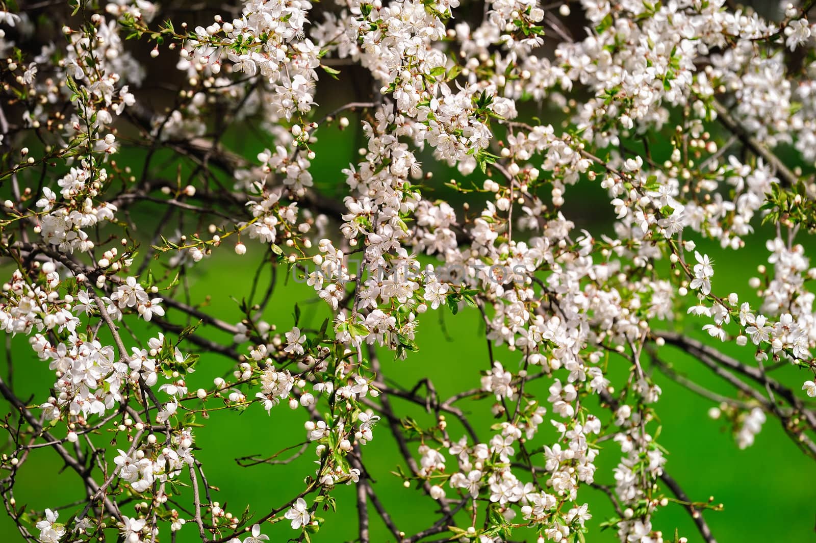 The young cherry-tree is beginning to blossom