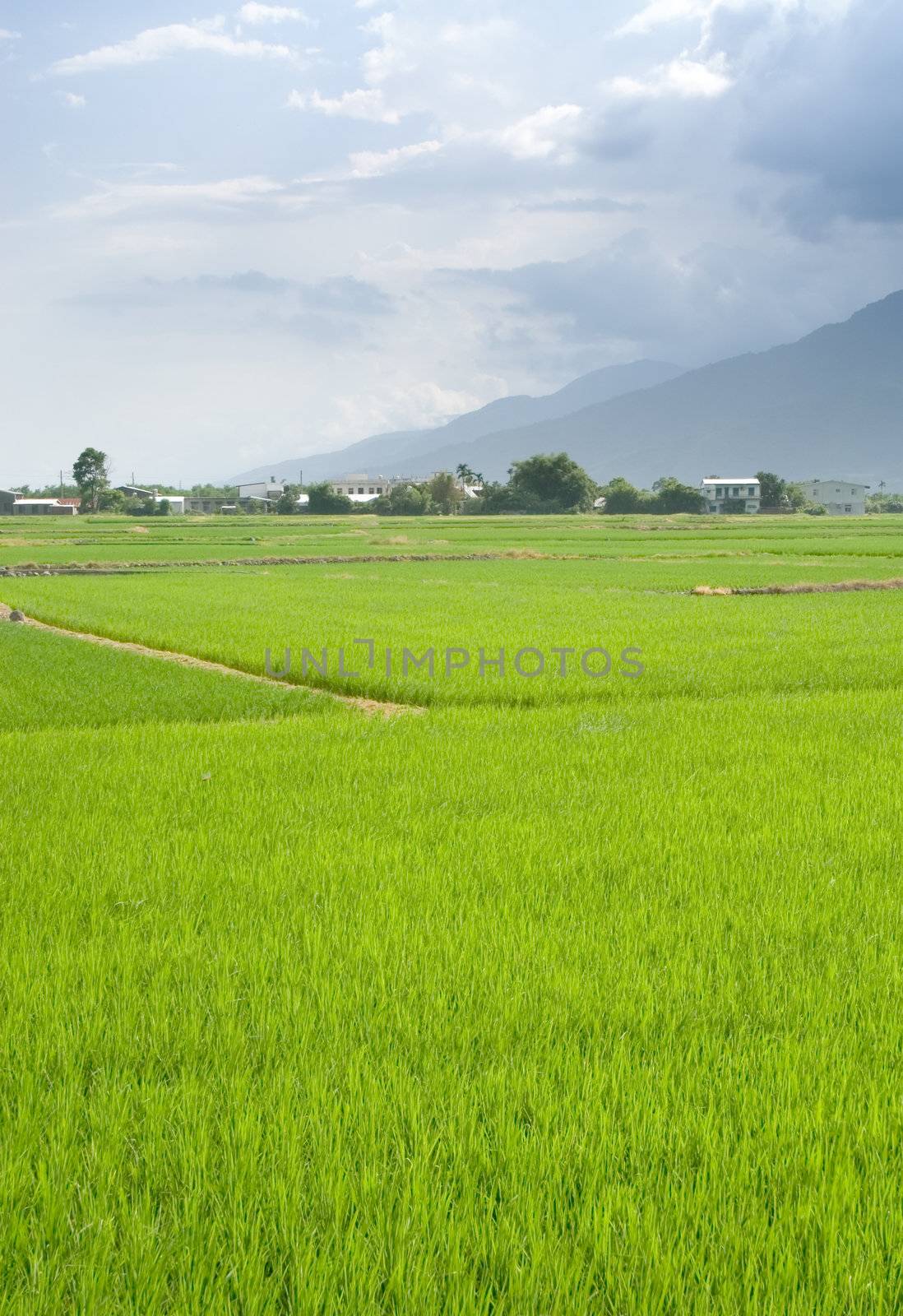 It is a landscape of beautiful green terraced field.