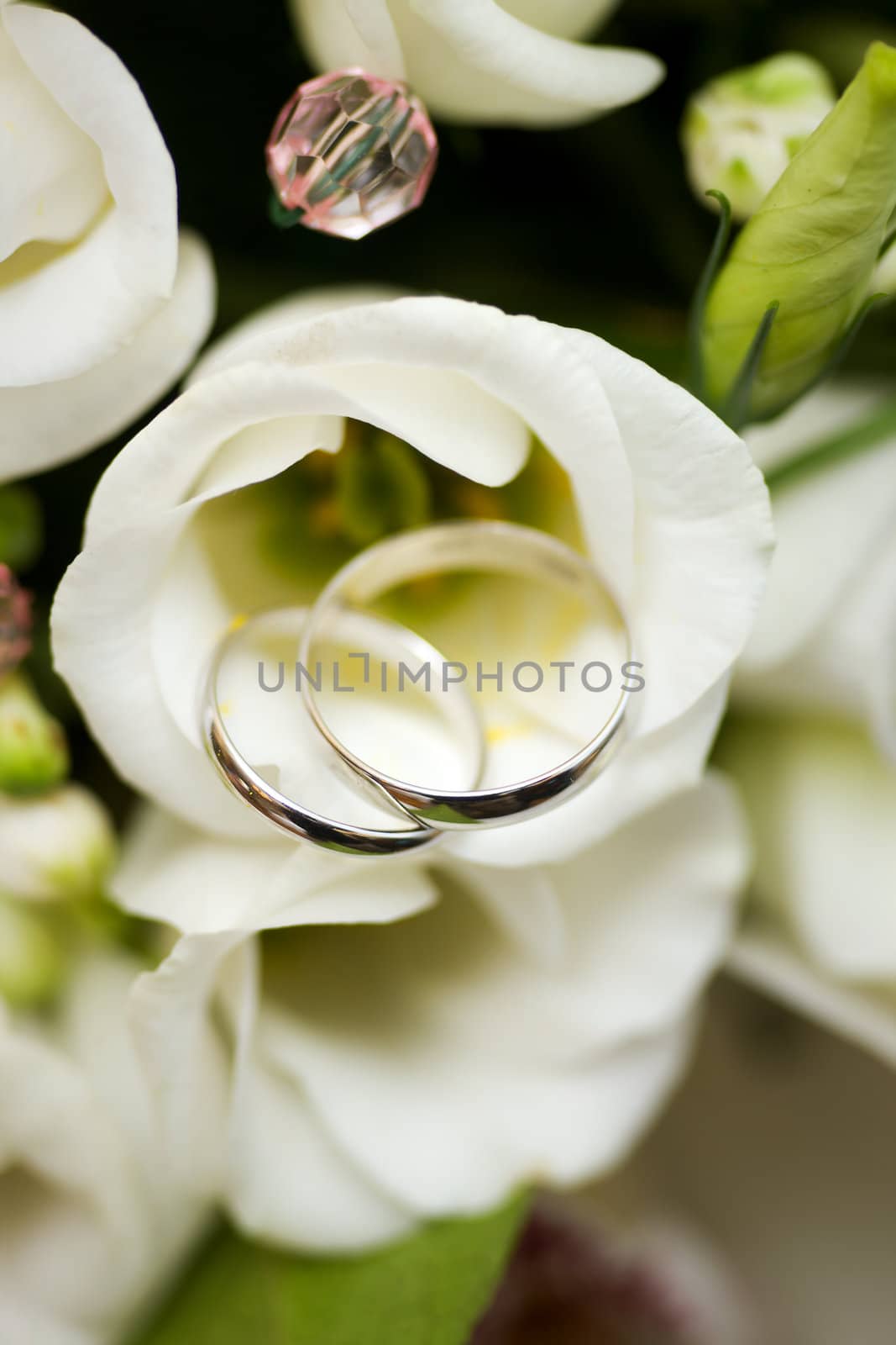 Wedding Rings by olga_sweet