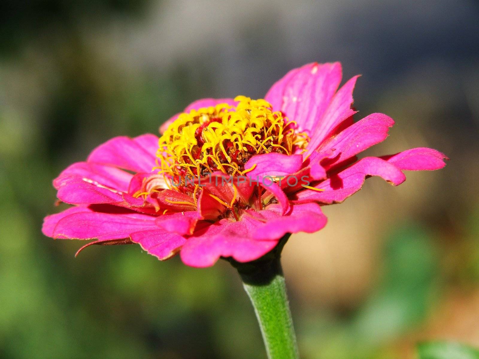 pinkfarbene Zinnie
