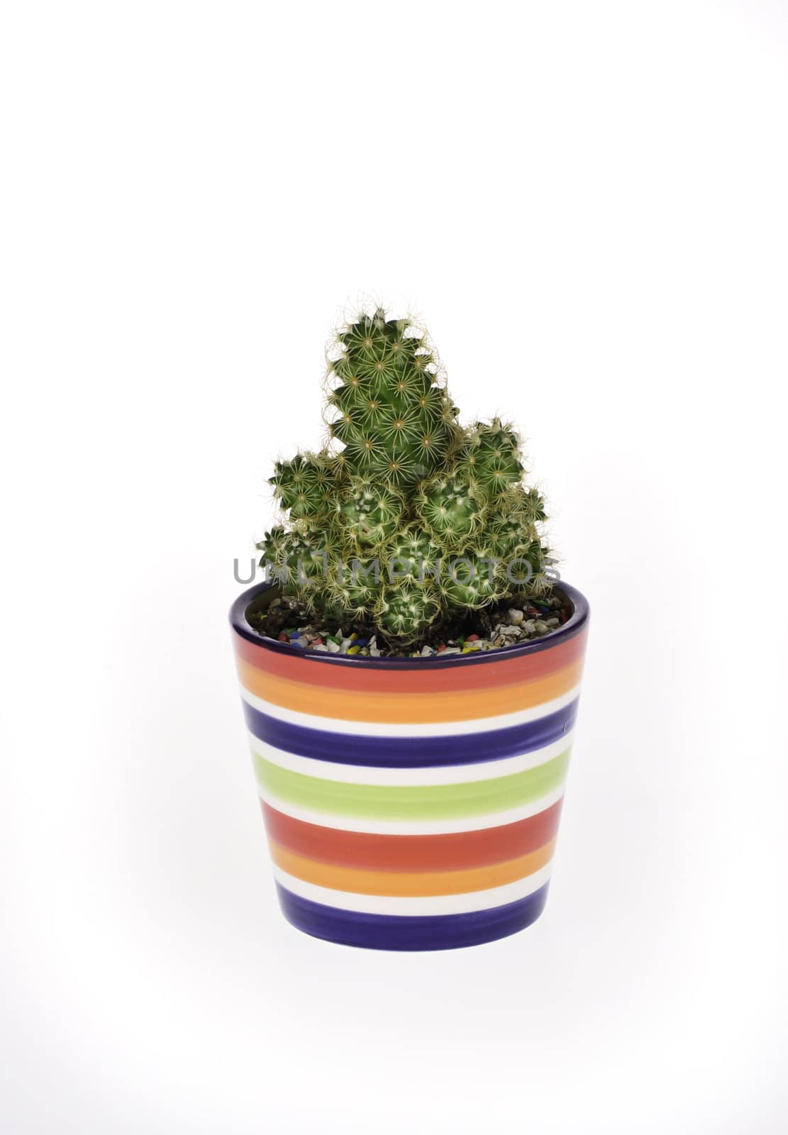 A small green cactus in a colorful rainbow pot isolated
