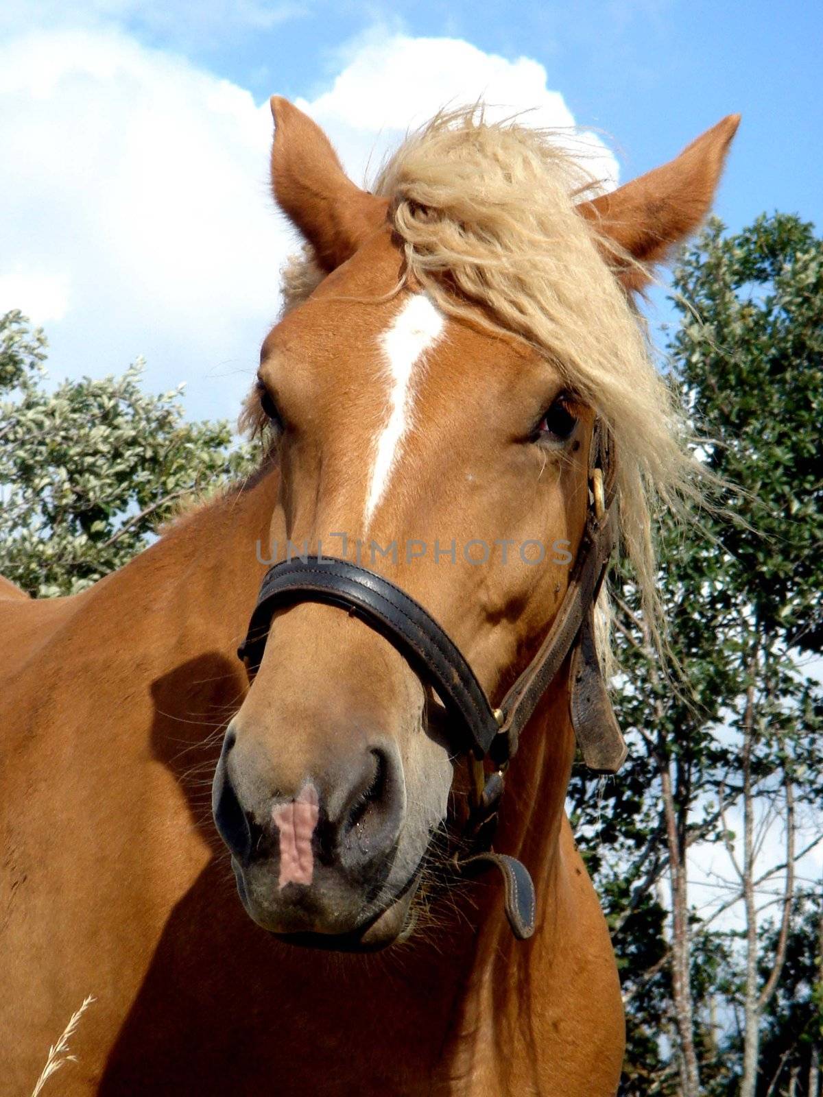 Head of a brown horse with vegetation in the background