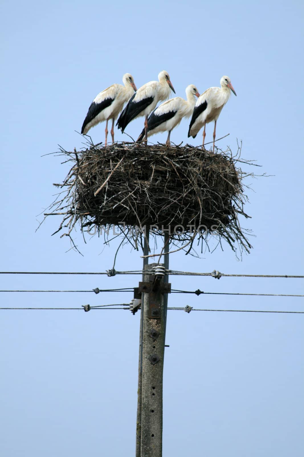 Four storks resting in the nest
