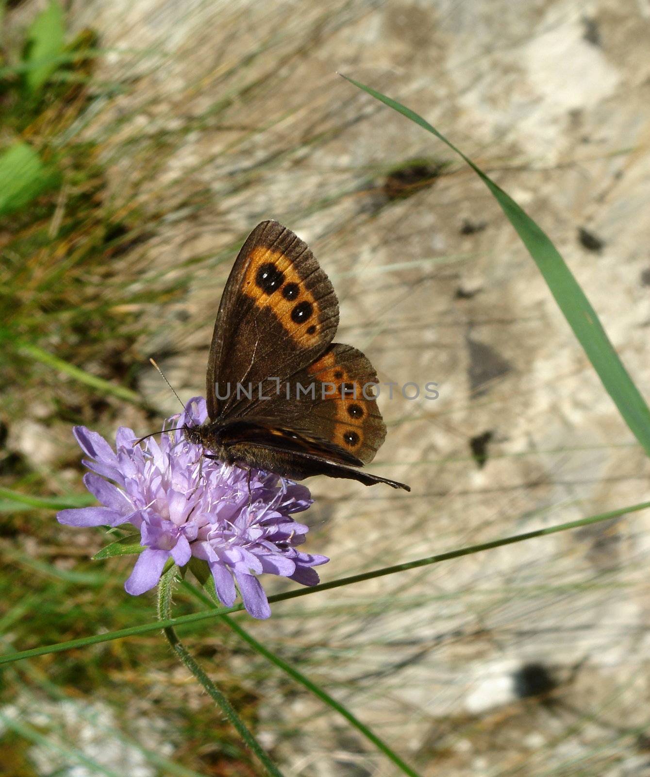 Black and orange butterfly in the nature