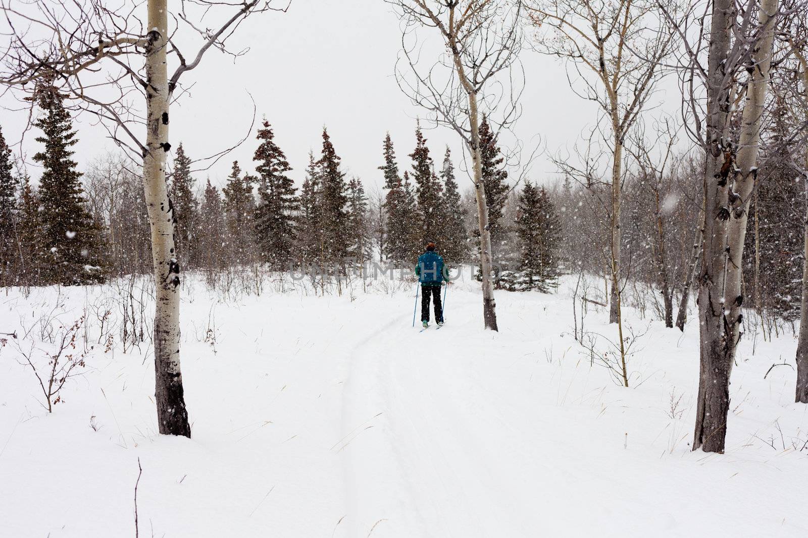 Cross-country skiing person active outdoors while snow falls.