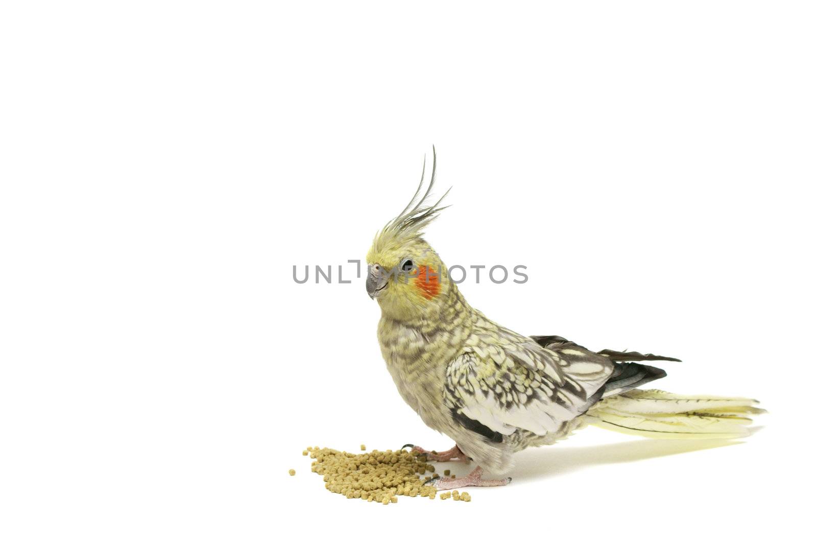 a cockatiel an a white background with some pellets food