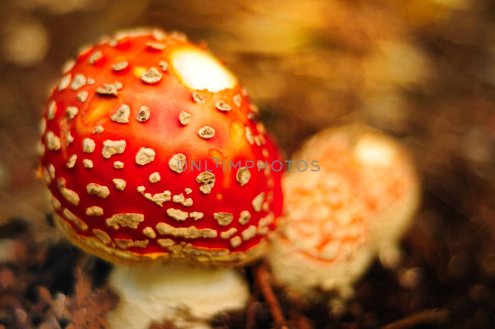 A beautiful ornamental mushroom in the wild