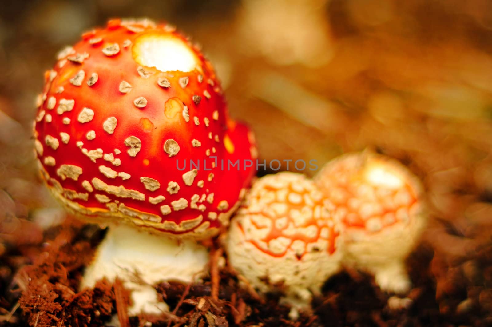 Lovely Mushrooms by neelsky