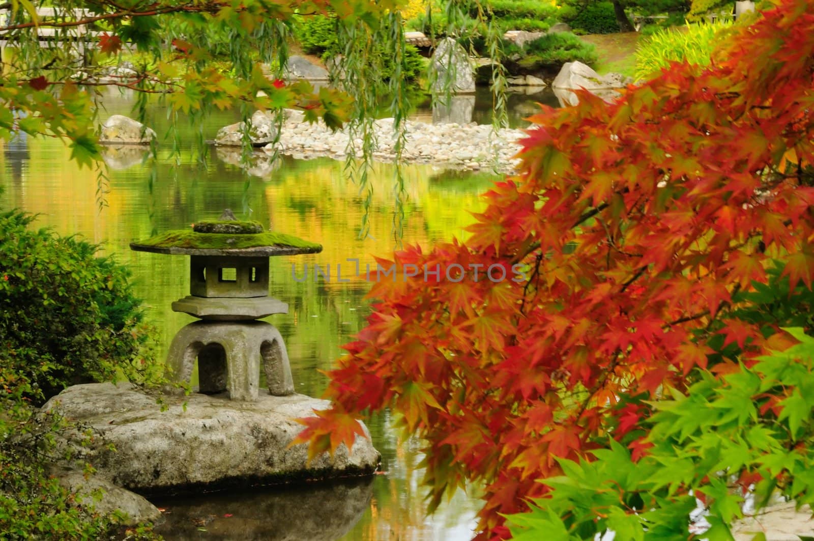 Beautiful Japanese garden in Autumn glory by neelsky