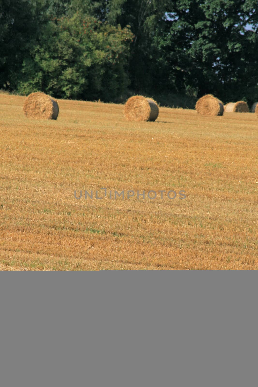 Landscape with straw bales and storks
