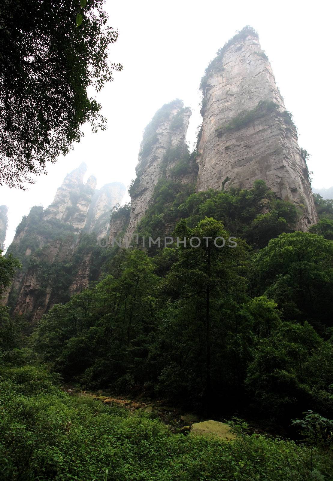 China national forest park - Zhangjiajie by gary718