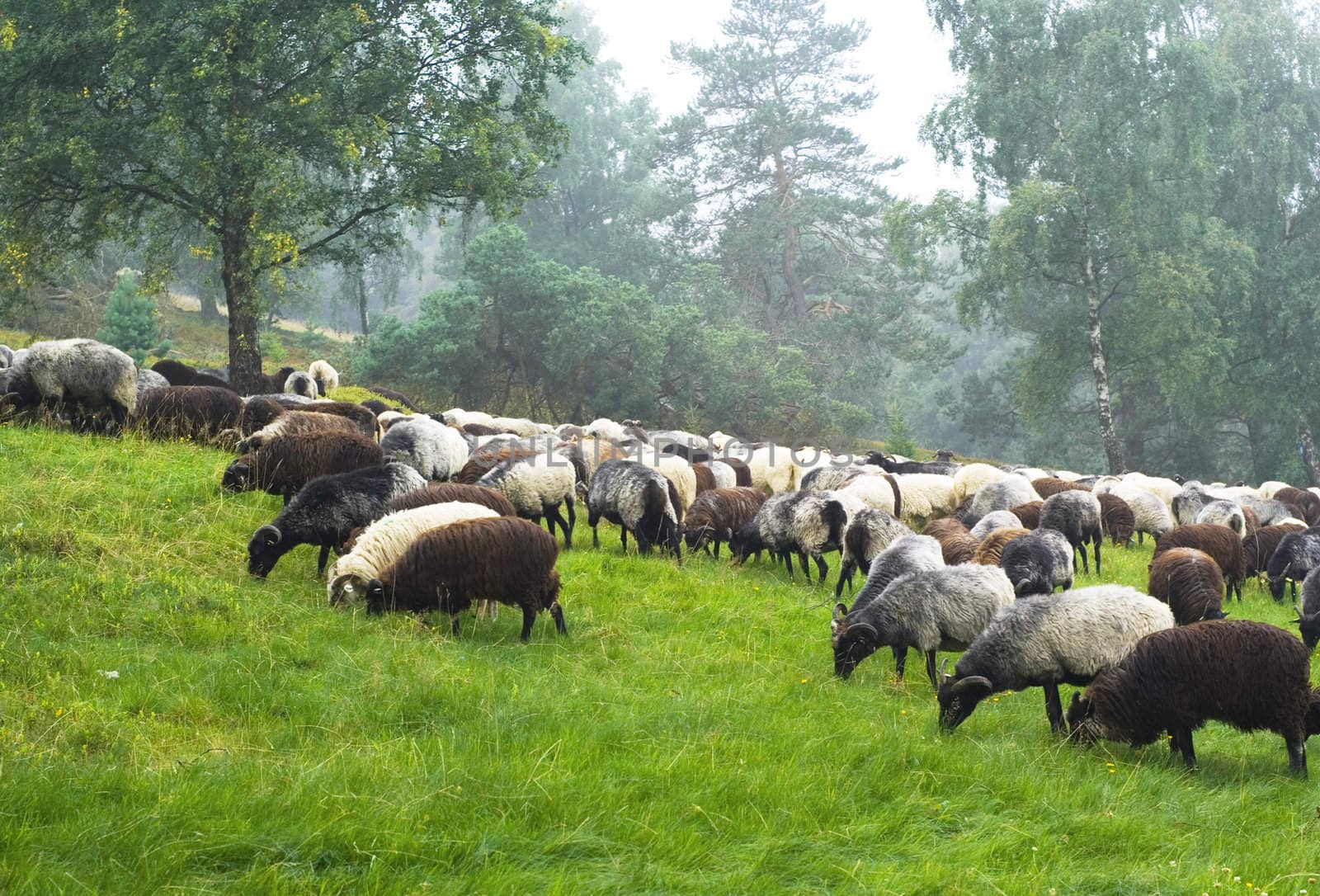 Flock of sheep grazing on a mountain on a misty morning.