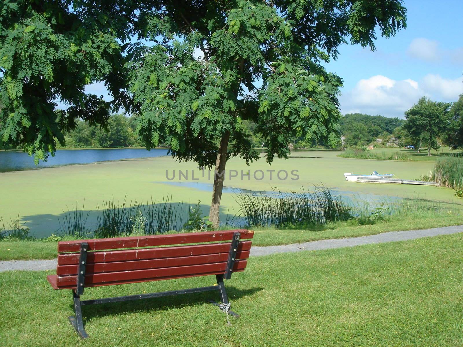 Wood bench in front of a pond and nature by Elenaphotos21