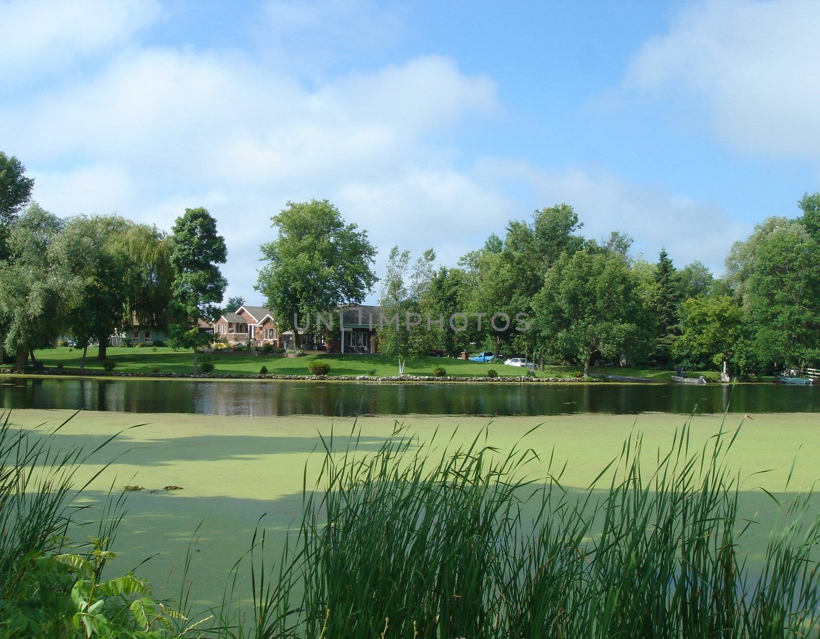 Pond with green vegetation and house by beautiful weather
