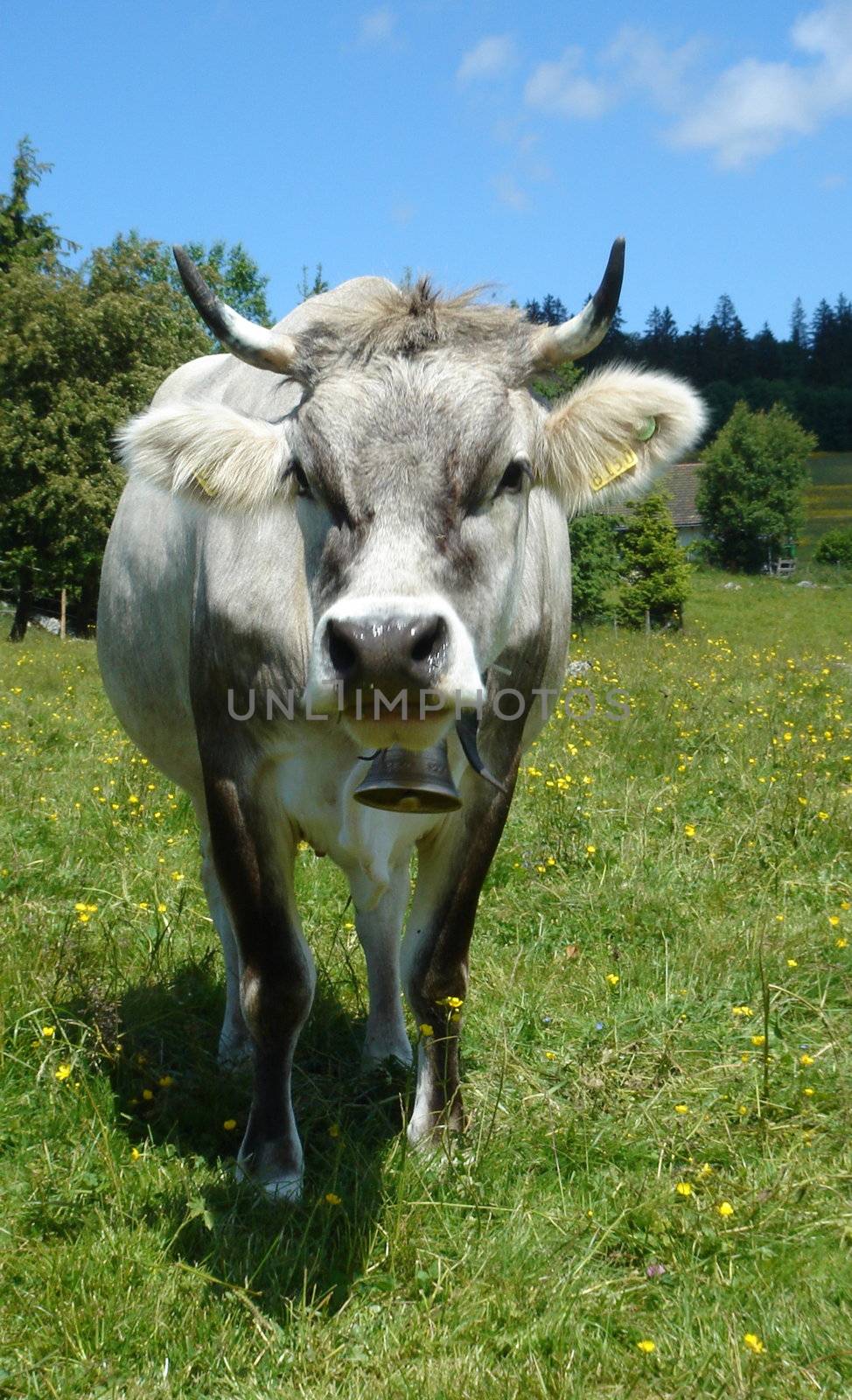 Grey cow face with a ring at the neck looking at the photographer in the mountain